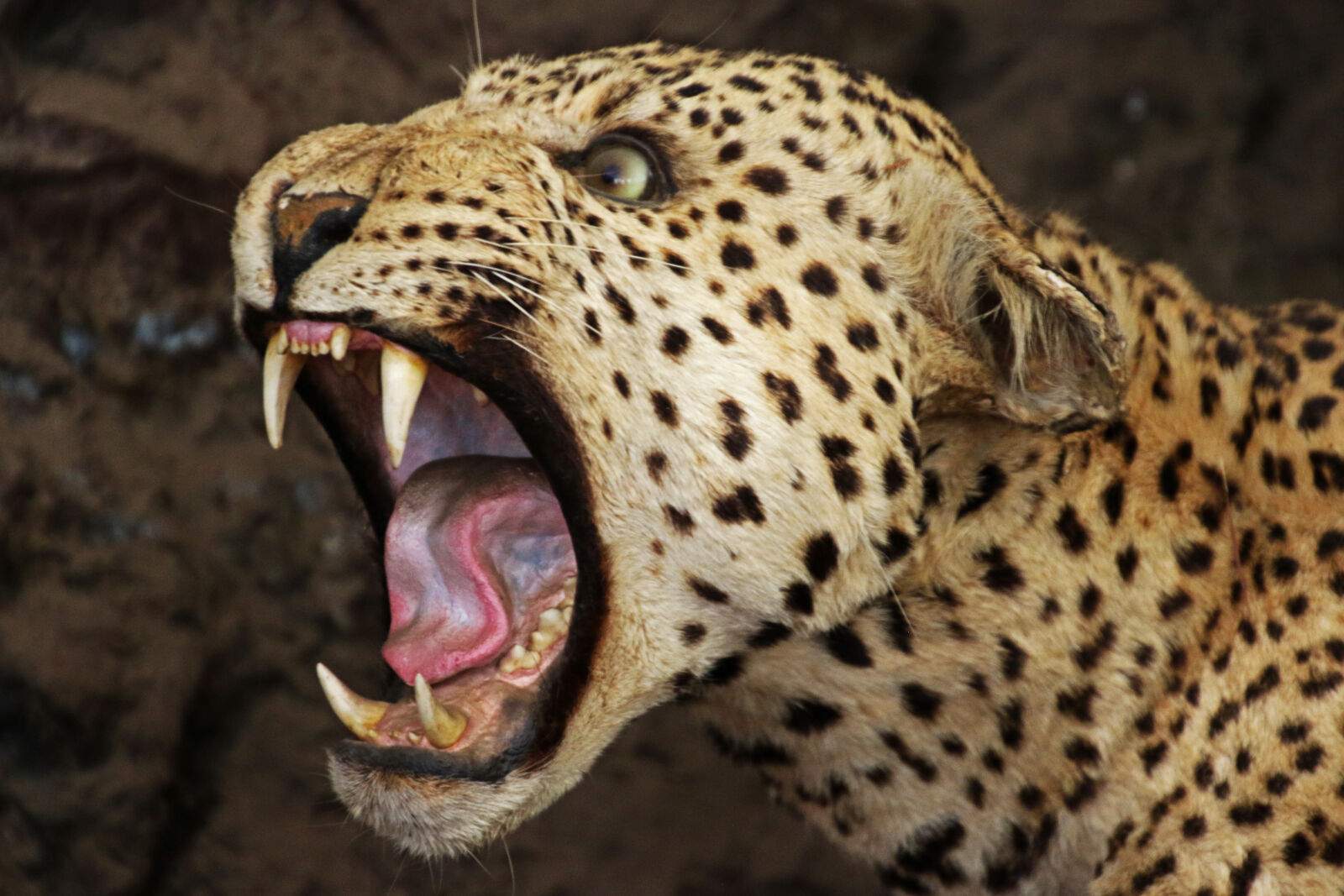 Canon EOS 7D Mark II sample photo. Animal, dots, eyes, food photography