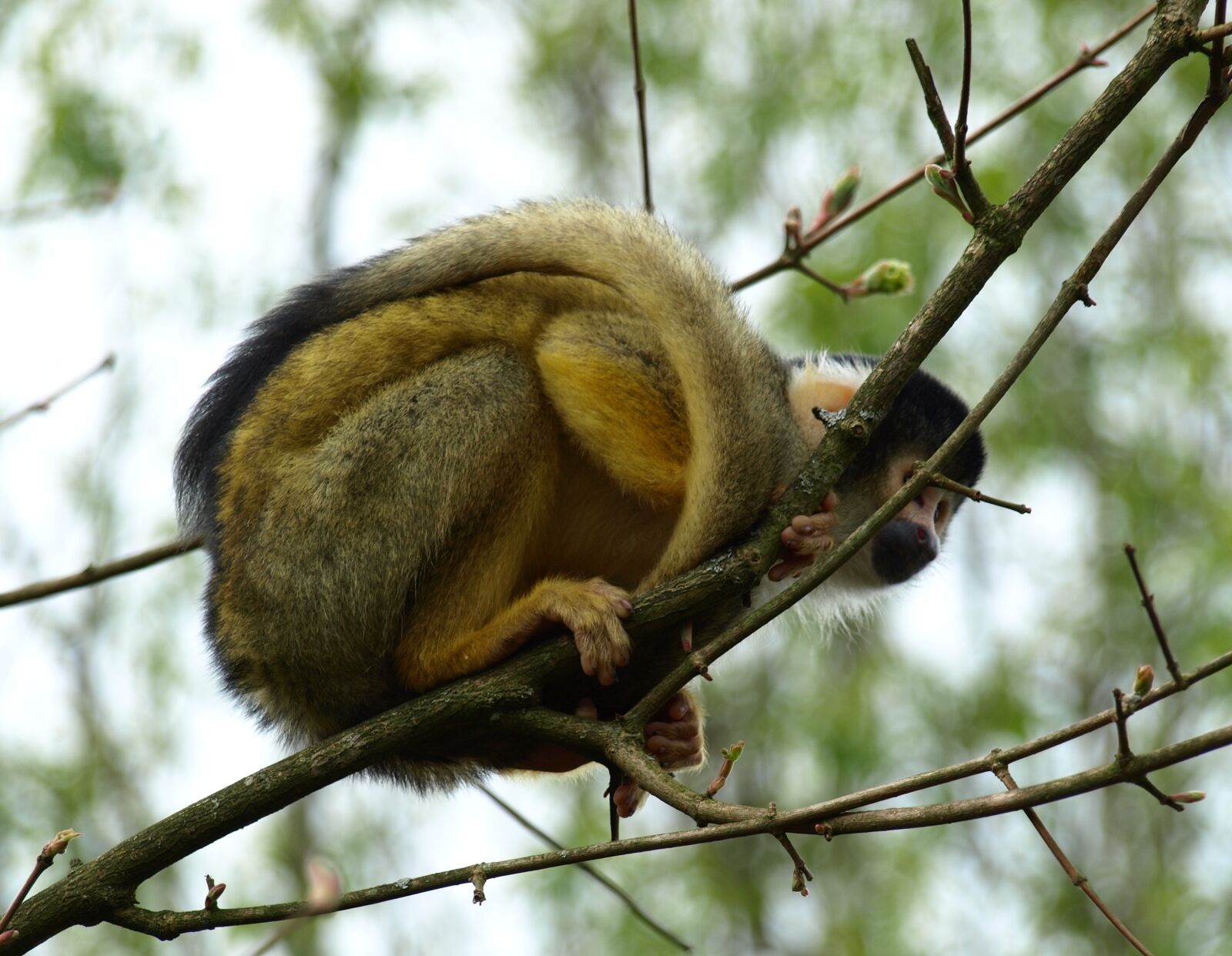 Olympus E-510 (EVOLT E-510) sample photo. Capuchin, capuchins, monkey photography