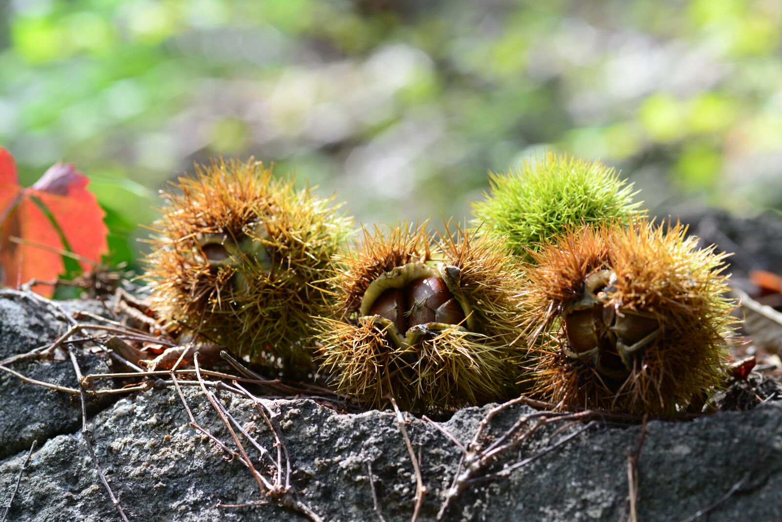 Nikon D800 sample photo. Autumn, night, chestnut photography