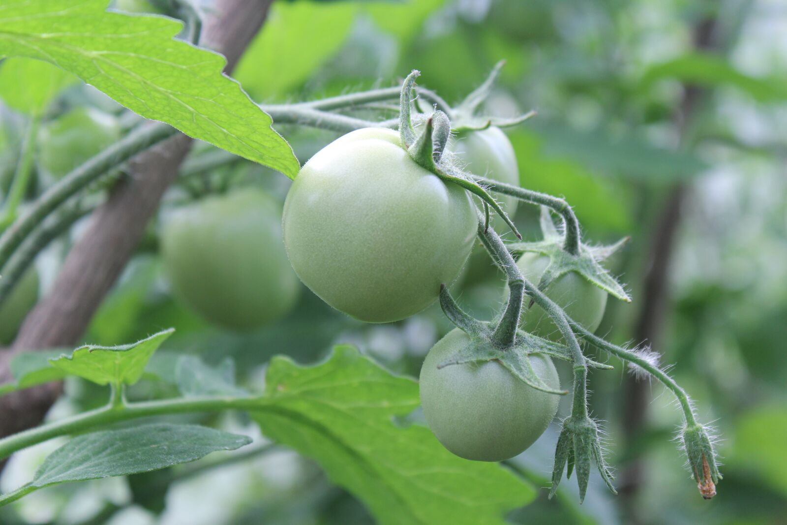 Canon EOS 60D sample photo. Tomatoes, green, dacha photography