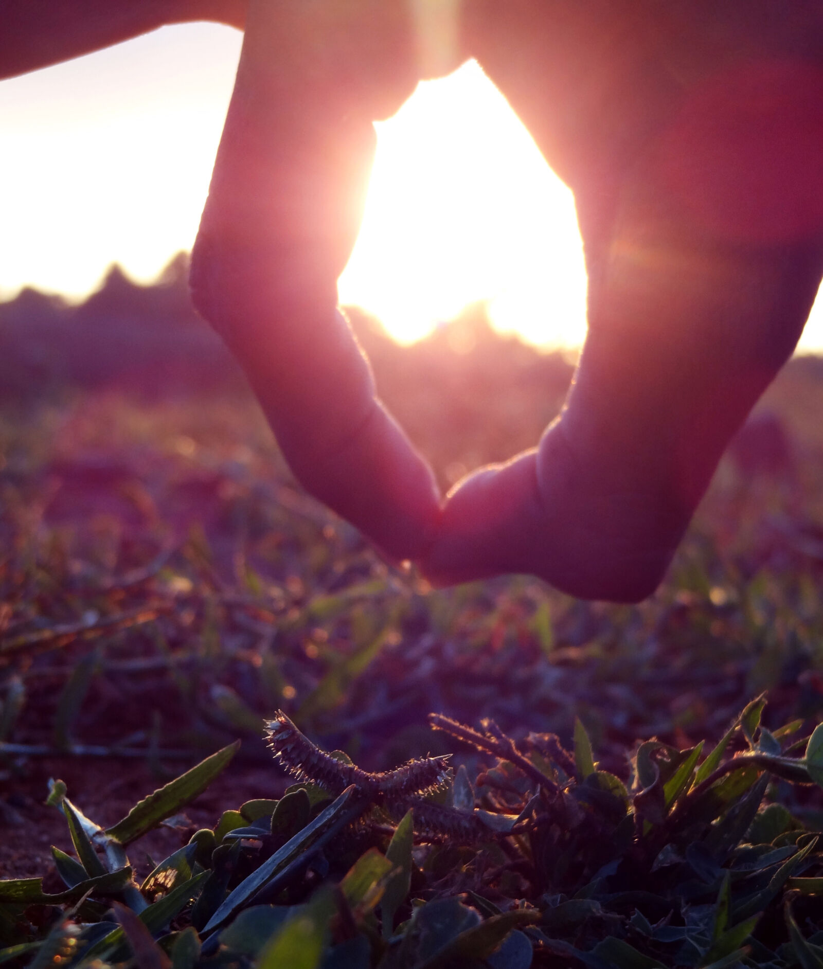 Sony Cyber-shot DSC-HX9V sample photo. Grass, sunli photography