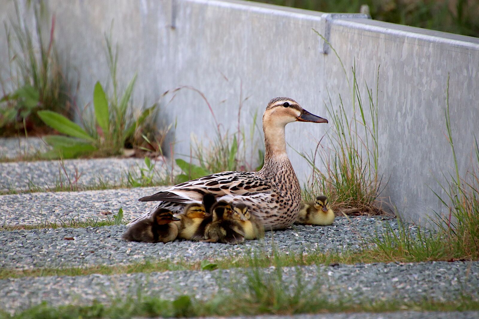 Canon EOS 800D (EOS Rebel T7i / EOS Kiss X9i) sample photo. Ducks, duck, ducklings photography