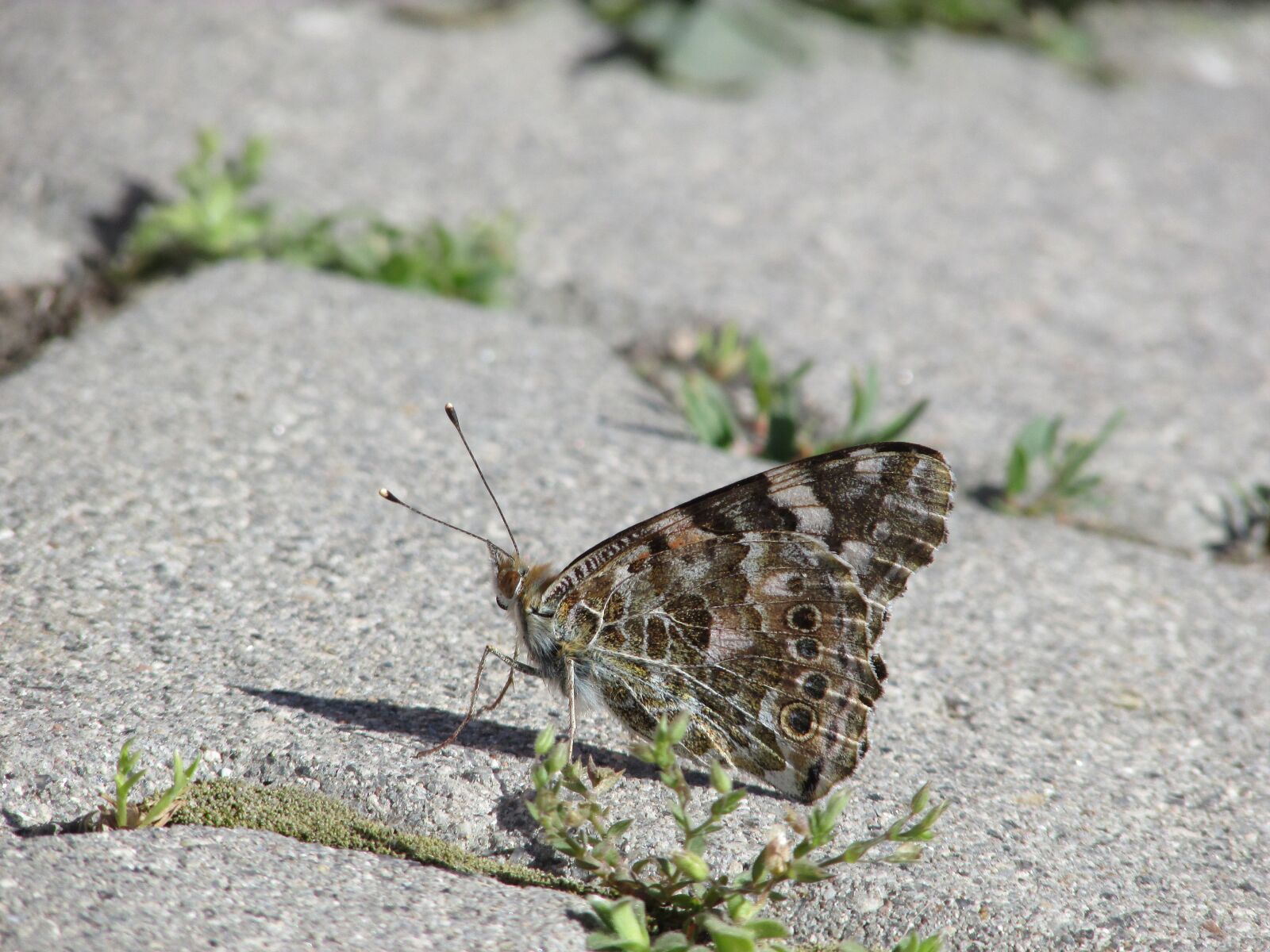Canon PowerShot SX400 IS sample photo. Butterfly, wing, animal photography