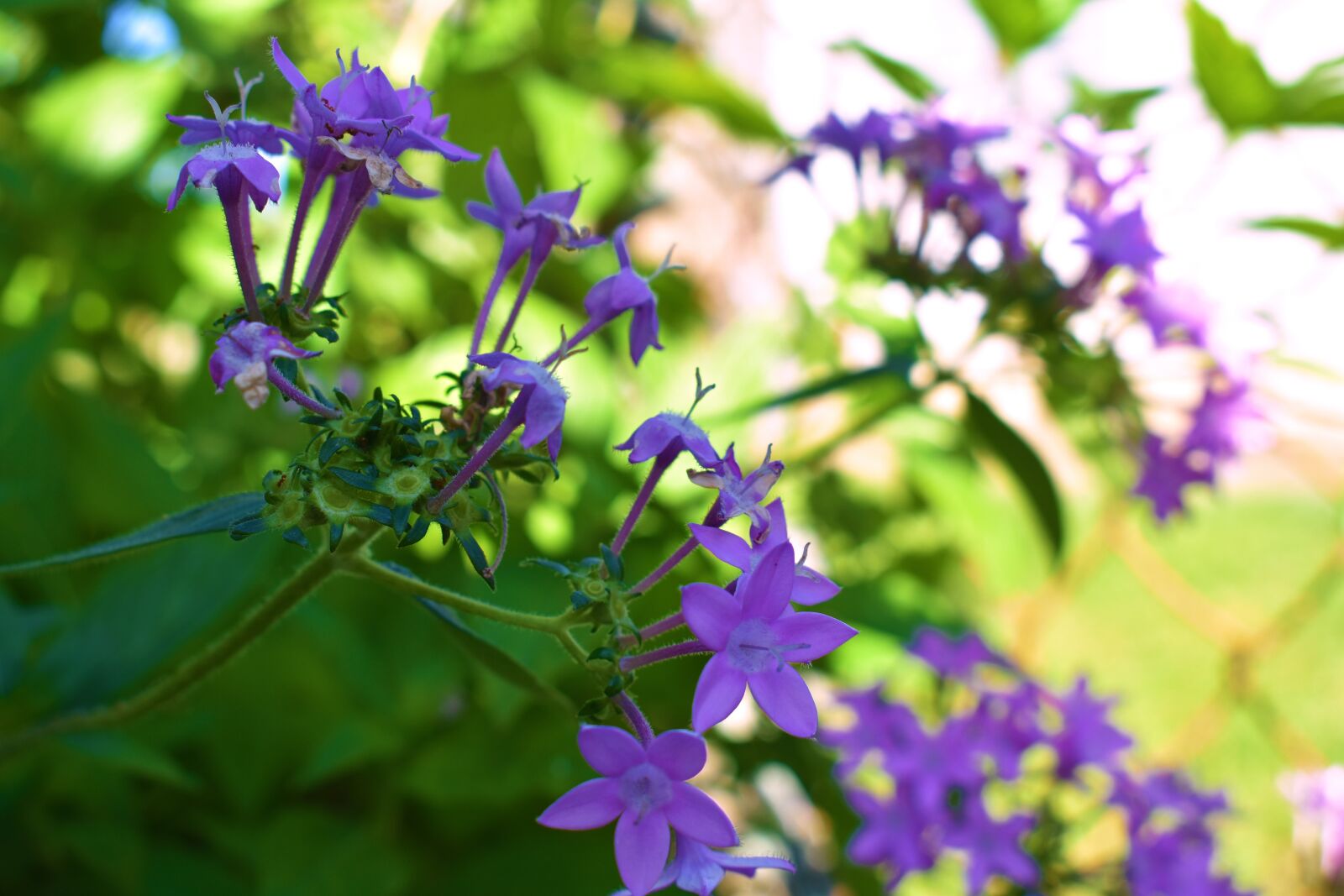 Nikon D3400 sample photo. Nature, flowers, bouquet photography