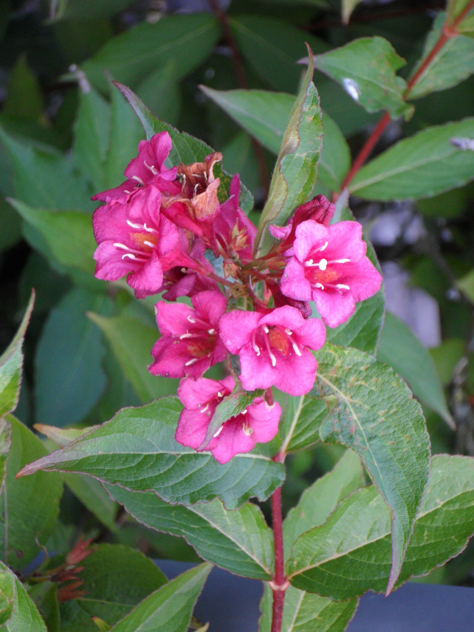 Samsung VLUU WB210, SAMSUNG WB210 sample photo. Ornamental plant, flowers, bush photography