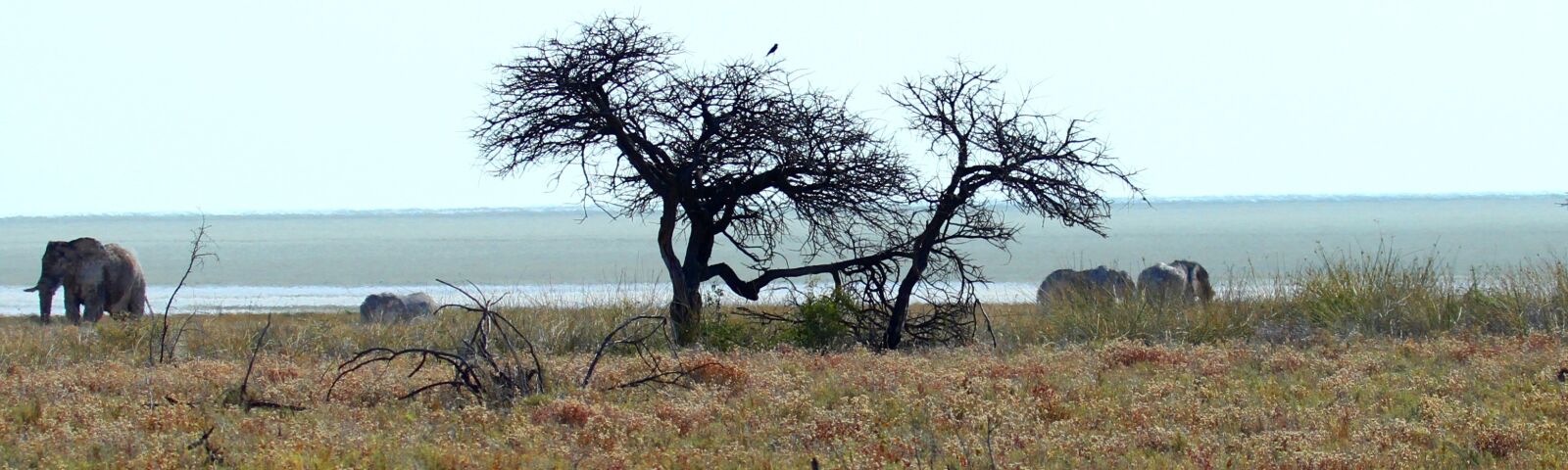 Canon EF 100-400mm F4.5-5.6L IS USM sample photo. Etosha, elephant, steppe photography