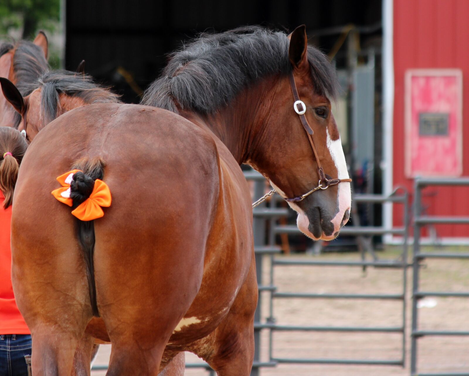 Canon EOS 650D (EOS Rebel T4i / EOS Kiss X6i) + Canon EF-S 55-250mm F4-5.6 IS II sample photo. Horse, draft, animal photography