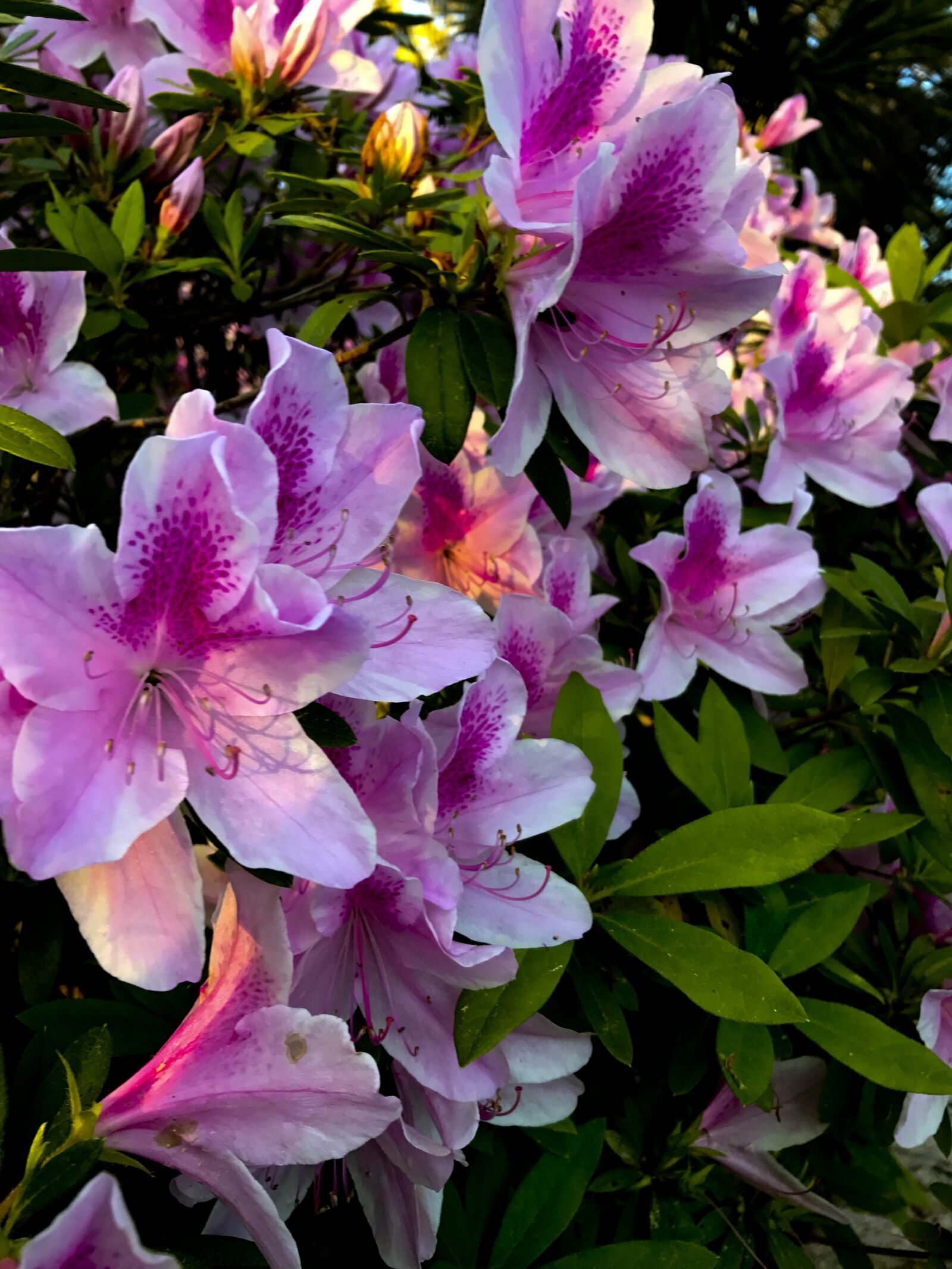 Apple iPhone 7 sample photo. Azalea, blooms, bush photography