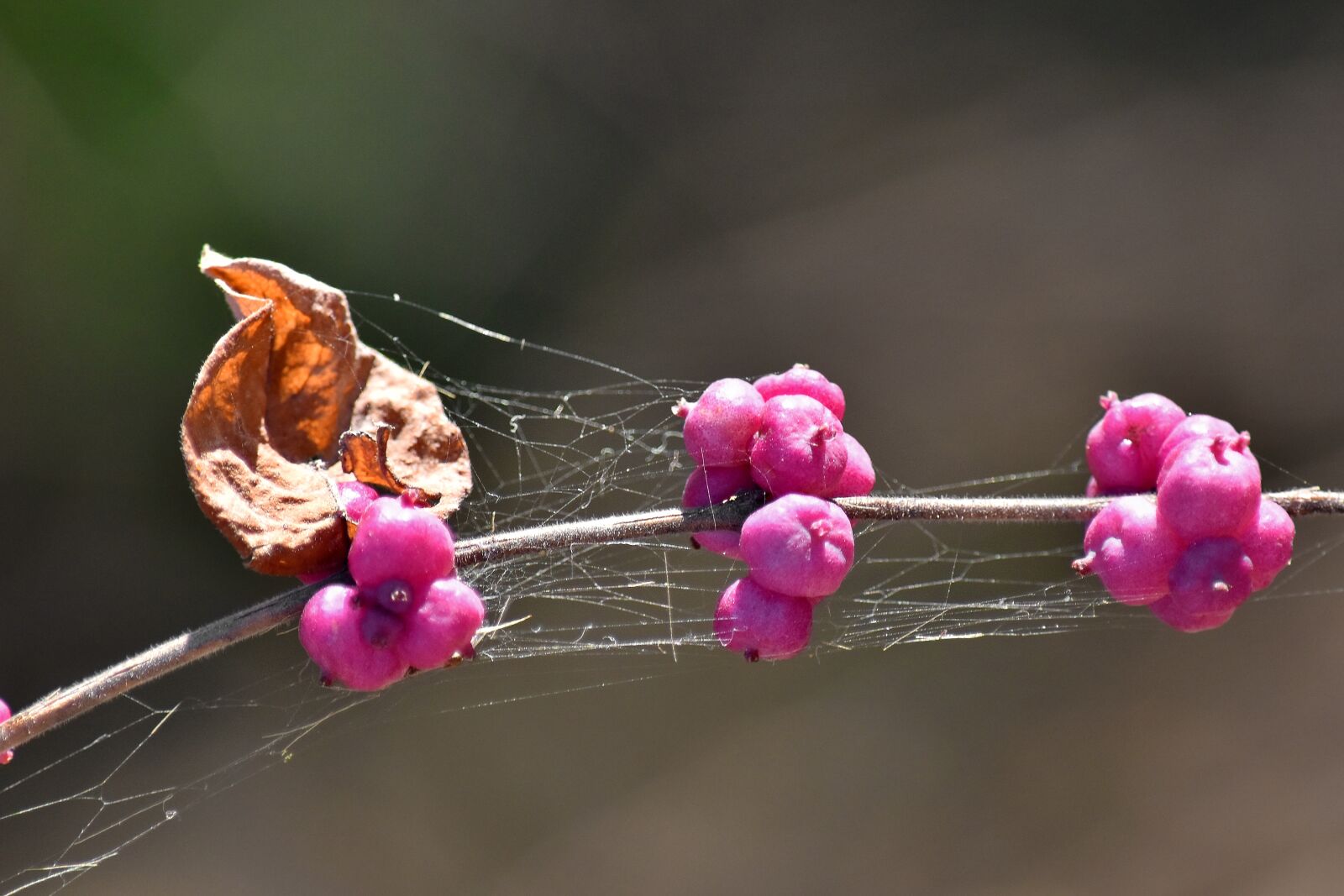 Nikon D5500 sample photo. Beautiful flowers, berries, flower photography