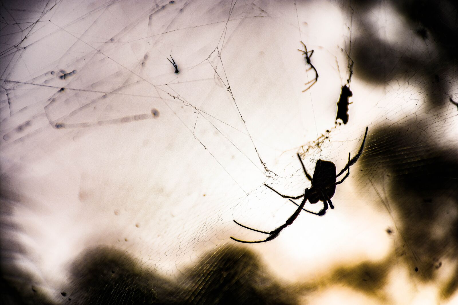 Nikon D7200 sample photo. Spider, scary, creepy photography