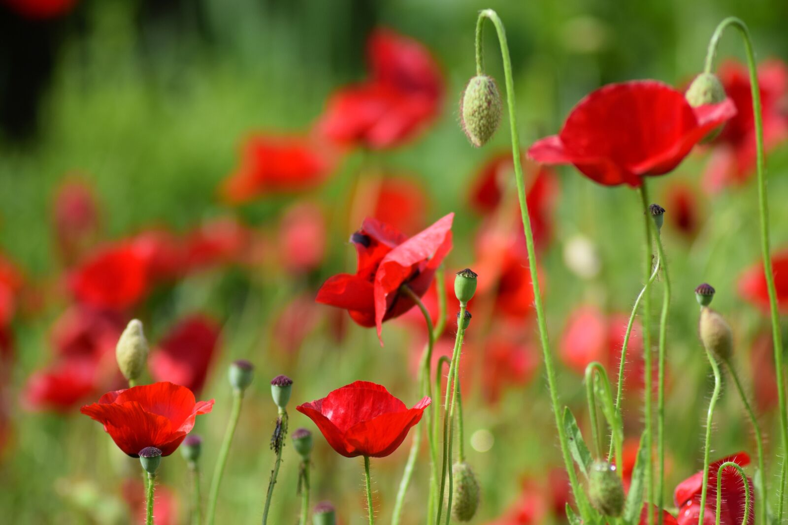 Nikon D3300 sample photo. Poppy, blossom, bloom photography