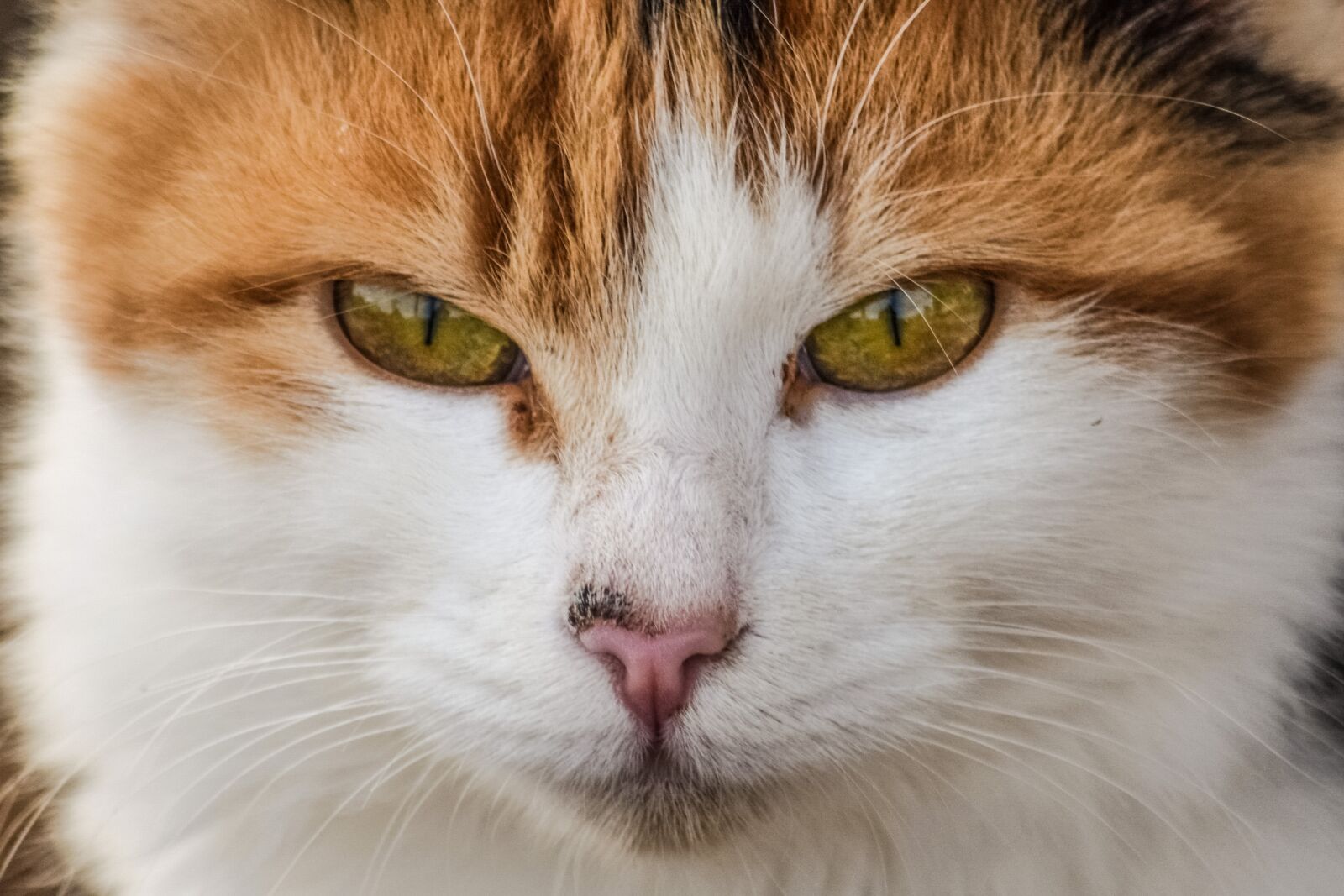 Nikon D3300 sample photo. Cute, cat, animal photography