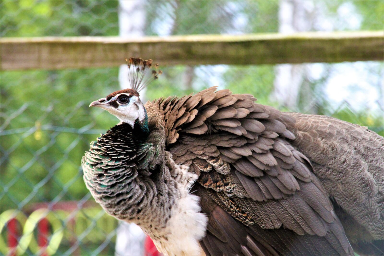 Canon EOS 500D (EOS Rebel T1i / EOS Kiss X3) sample photo. Peacock, female, wildlife park photography
