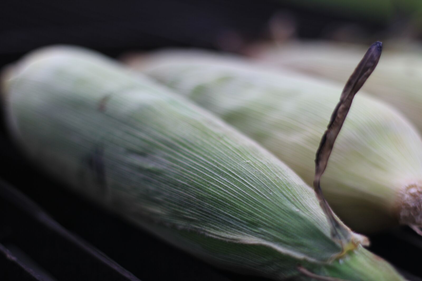 Canon EOS 550D (EOS Rebel T2i / EOS Kiss X4) sample photo. Corn, green, agriculture photography
