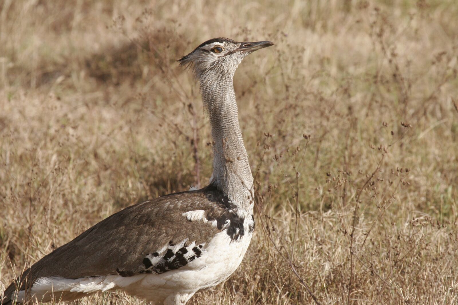 Canon EOS 20D sample photo. Secretary bird, safari, kenya photography