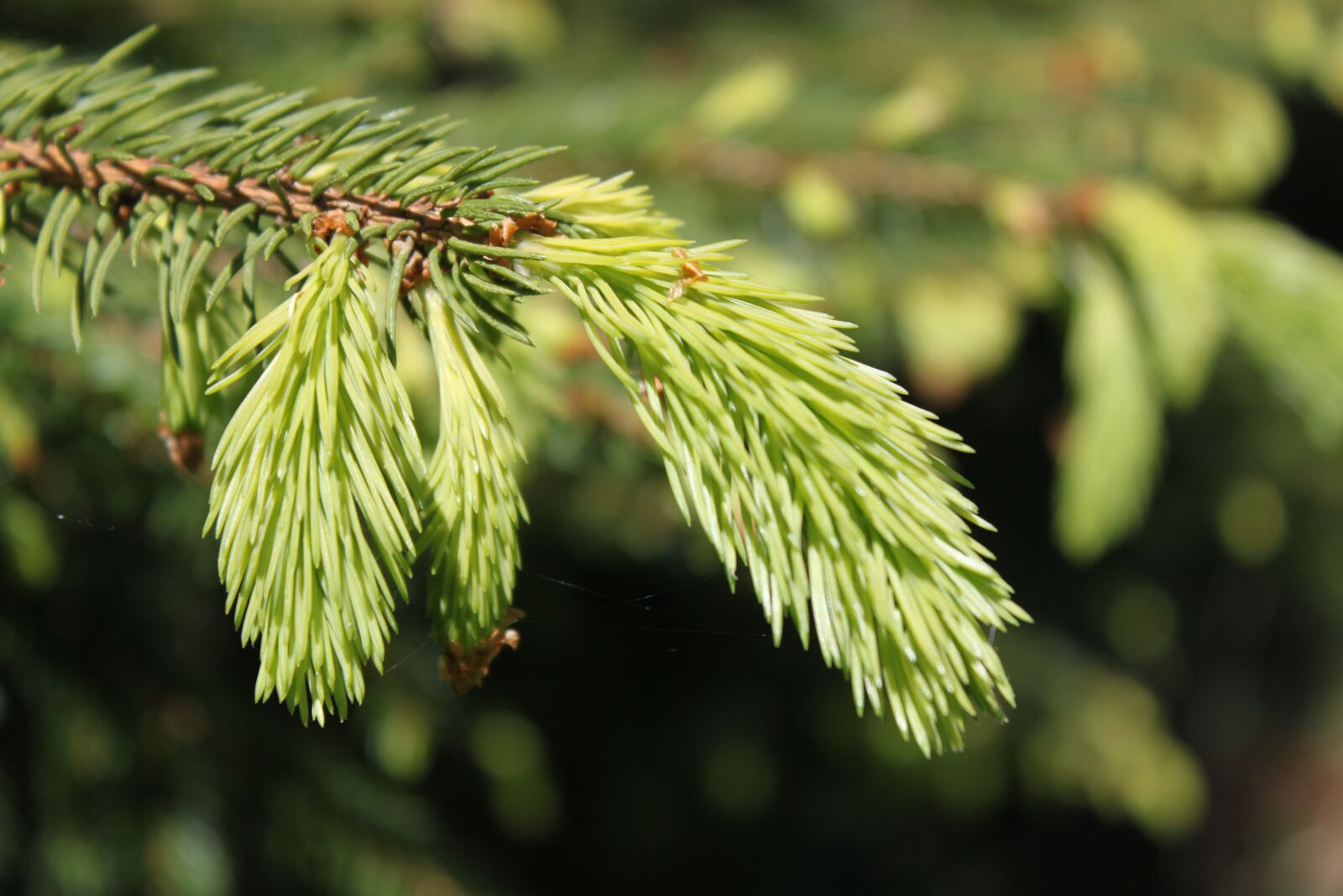 Canon EOS 500D (EOS Rebel T1i / EOS Kiss X3) sample photo. Flushing, needles, tree photography