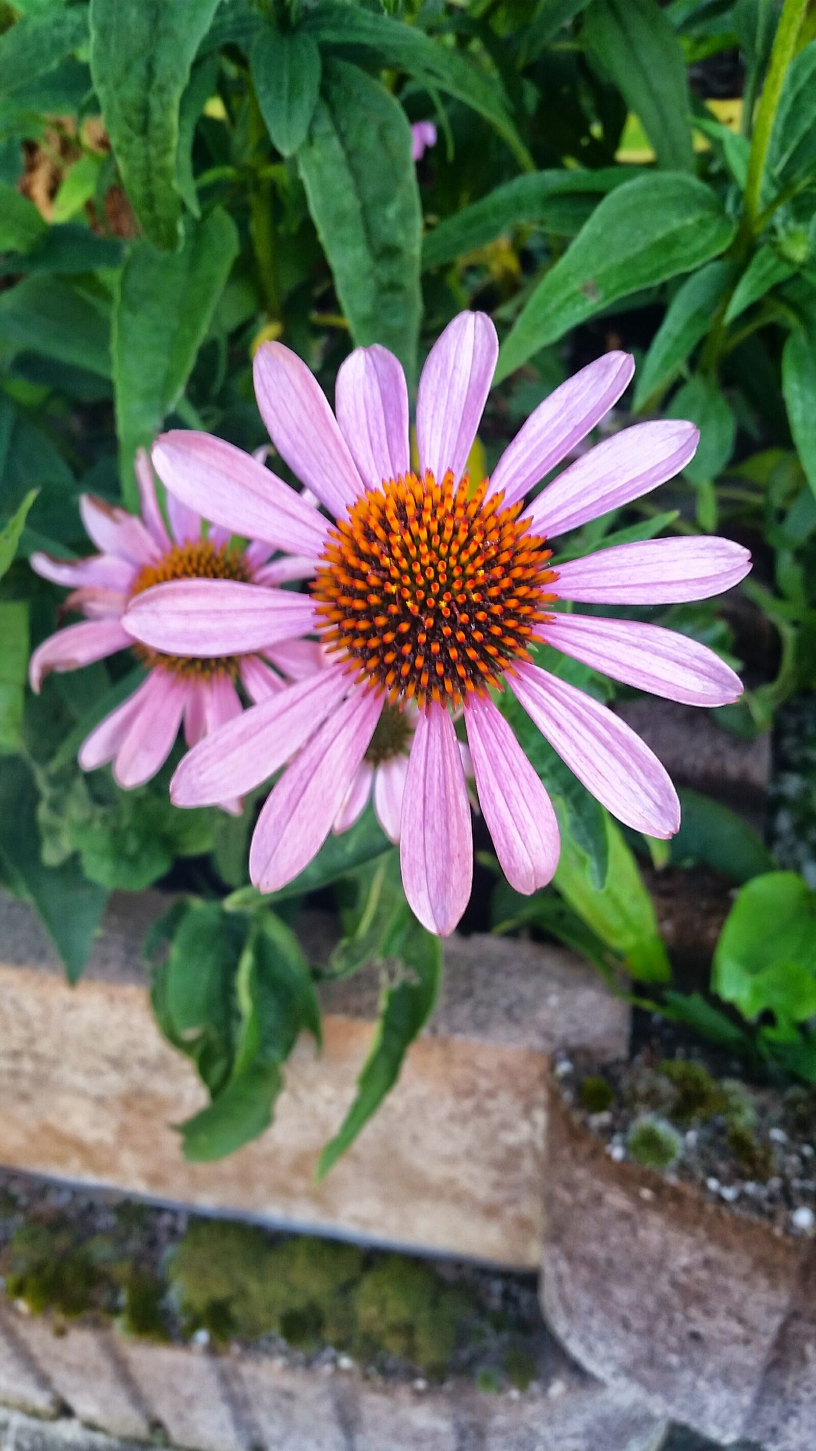 Samsung Galaxy S5 sample photo. Flower, pink, daisy photography