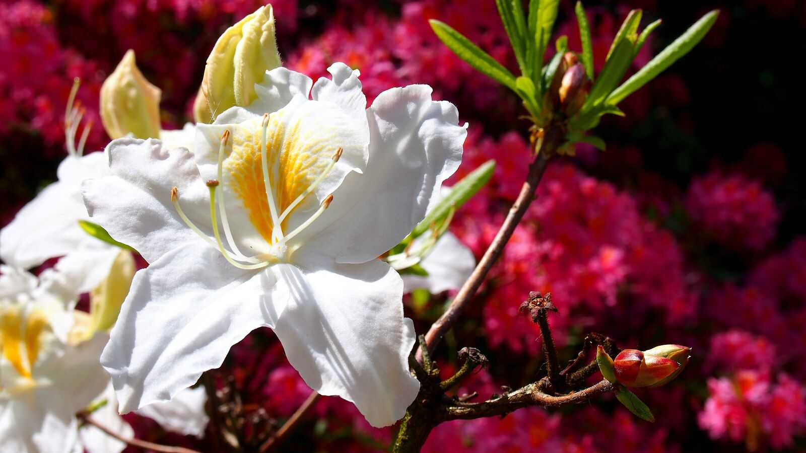 Olympus PEN E-PL6 sample photo. Azalea, blooms, flower photography
