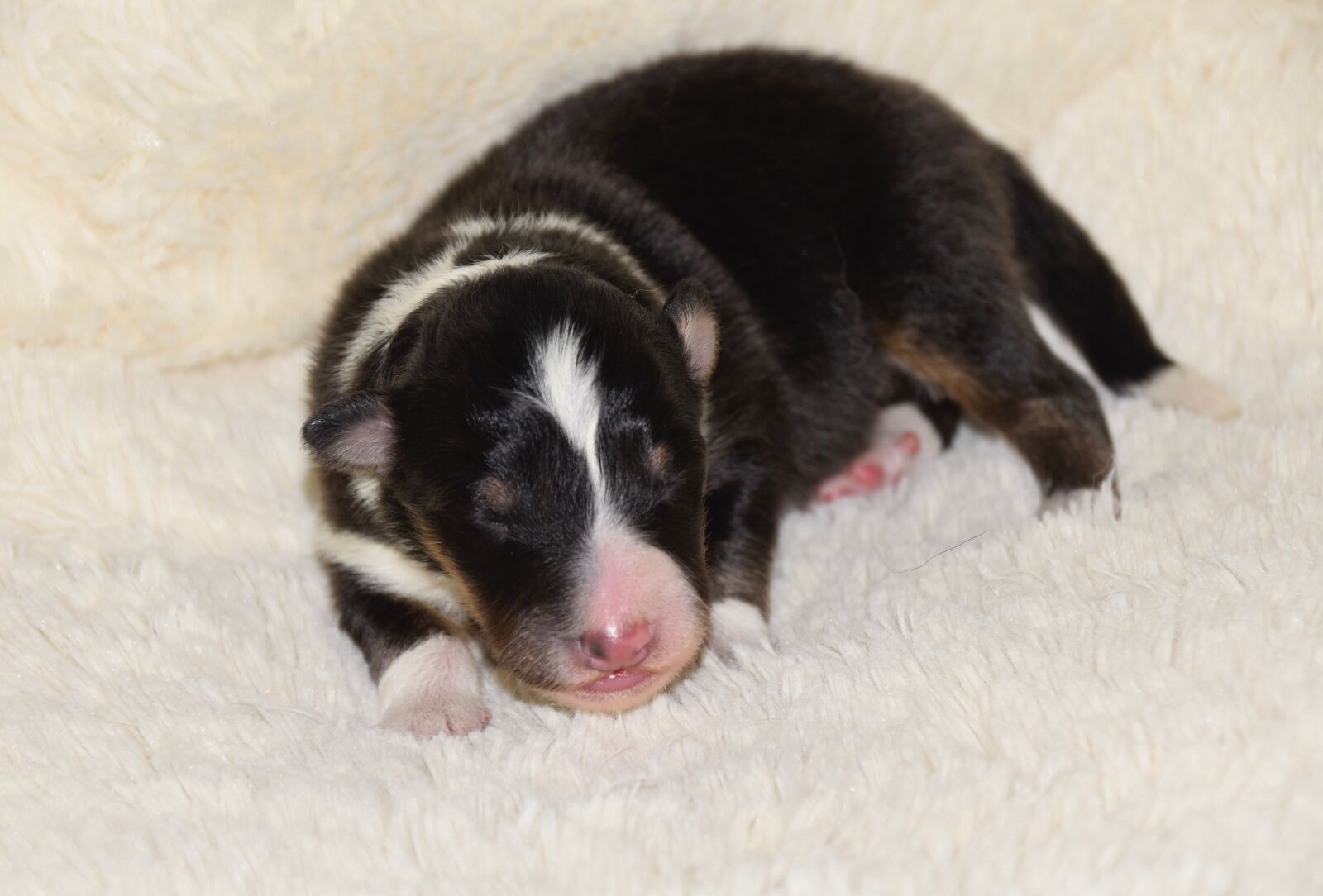 Nikon D5600 sample photo. Dog, puppy, baby dog photography