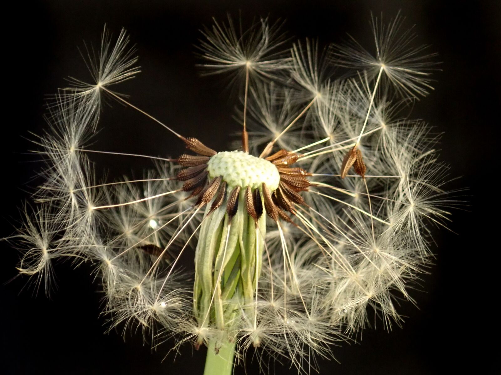 Olympus TG-5 sample photo. Dandelion, seed, blowing photography