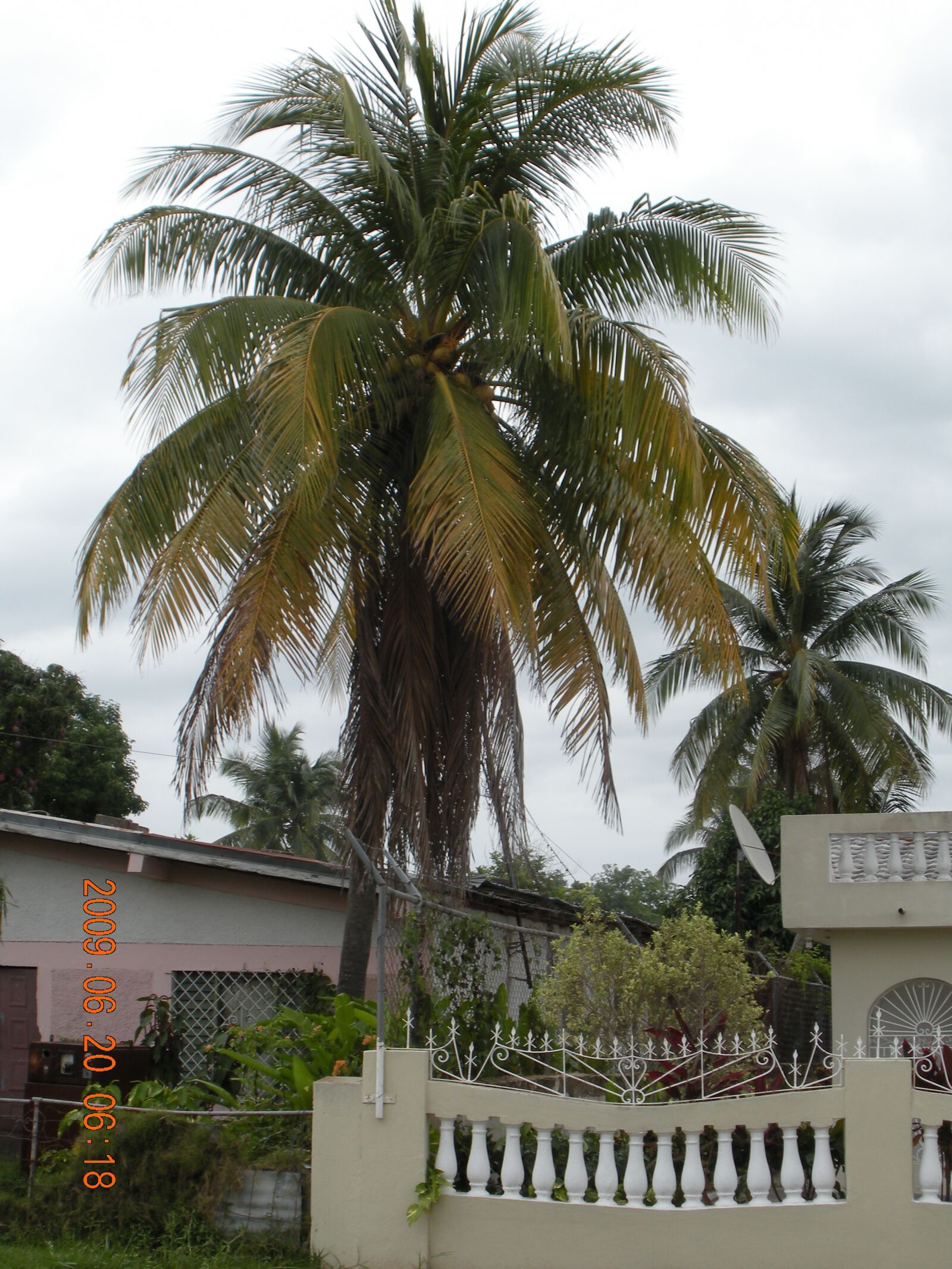 Nikon Coolpix S560 sample photo. Coconut tree, jamaican coconut photography