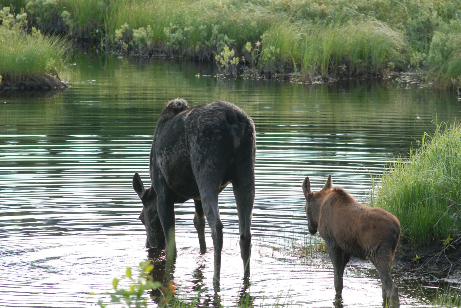 Nikon D80 sample photo. Moose and cow, heading photography