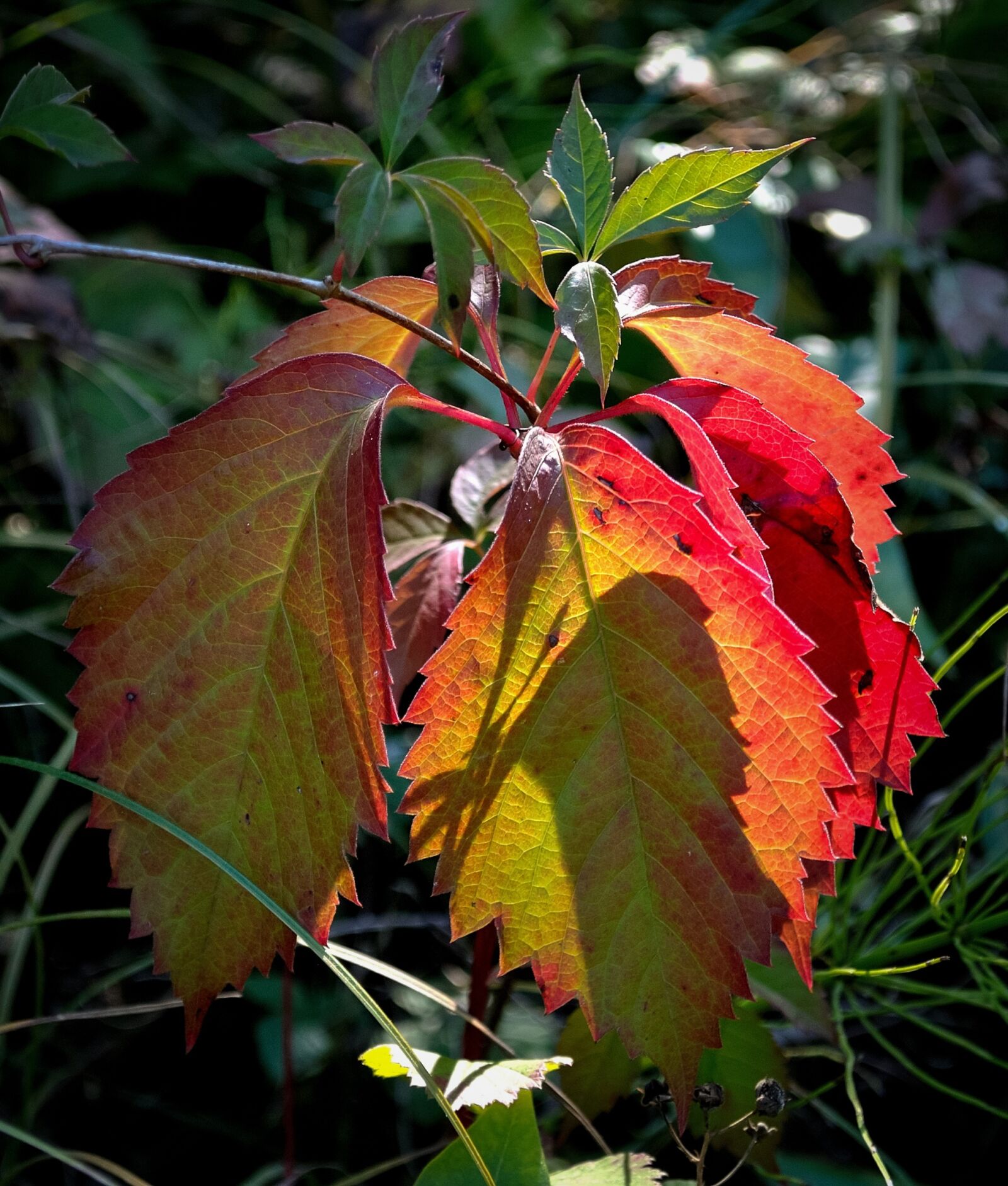 Nikon D5000 sample photo. Autumn, yellow, leaf photography