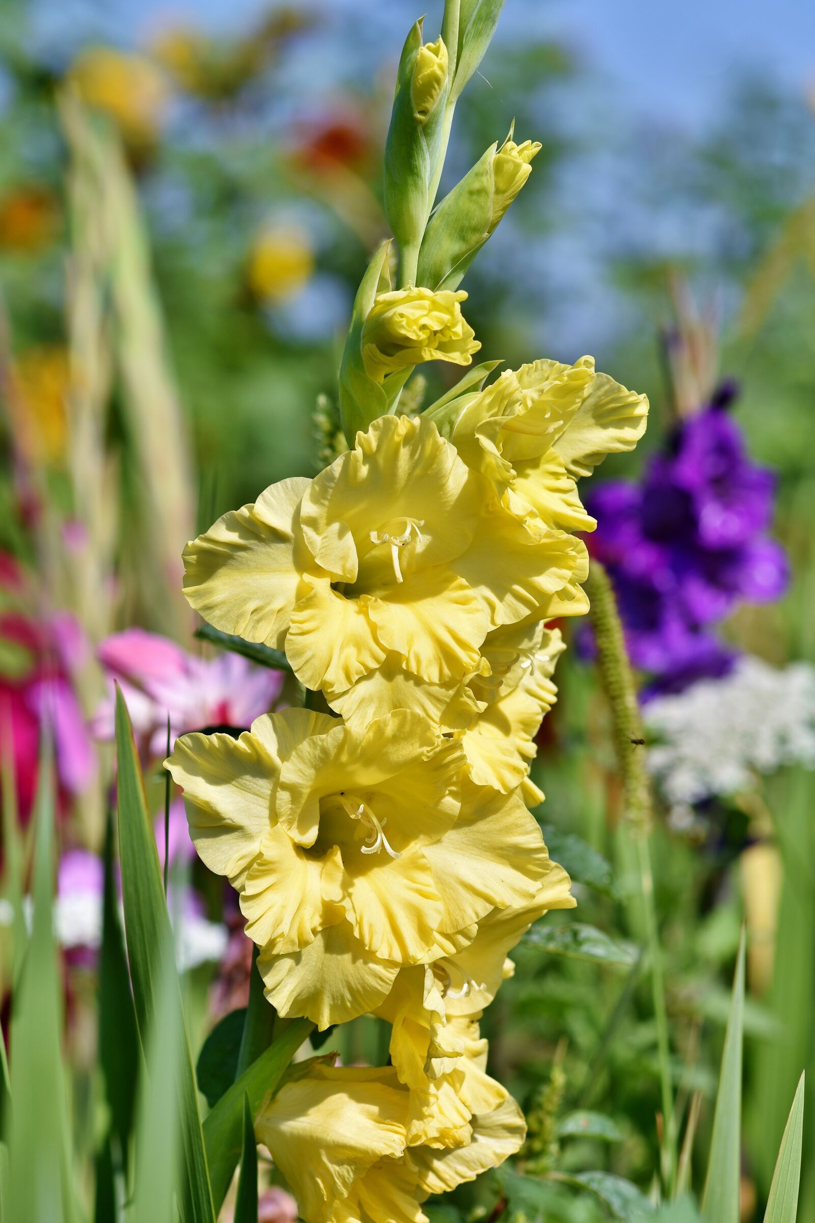 Nikon D7200 sample photo. Gladiolus, gladidus, butterfly greenhouse photography