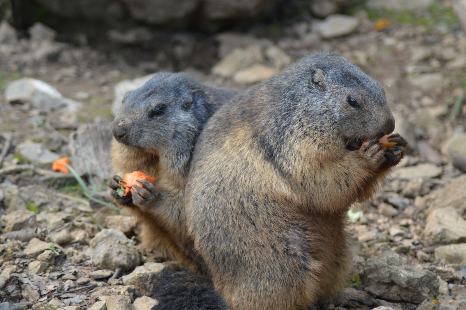 Nikon D3200 sample photo. Belgium, marmots, animal photography
