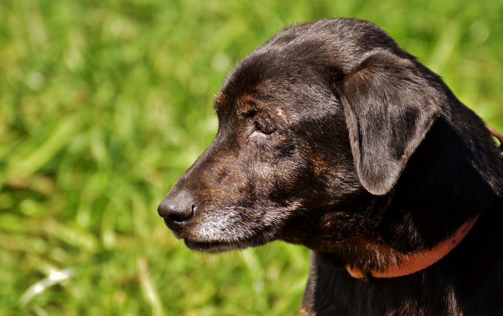 Nikon D3200 sample photo. Dog, fur, animal photography