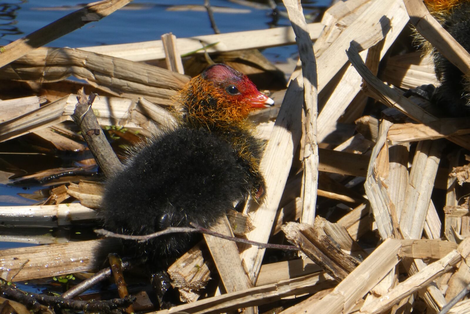 Panasonic Lumix DC-ZS70 (Lumix DC-TZ90) sample photo. Coot, nest, chick photography