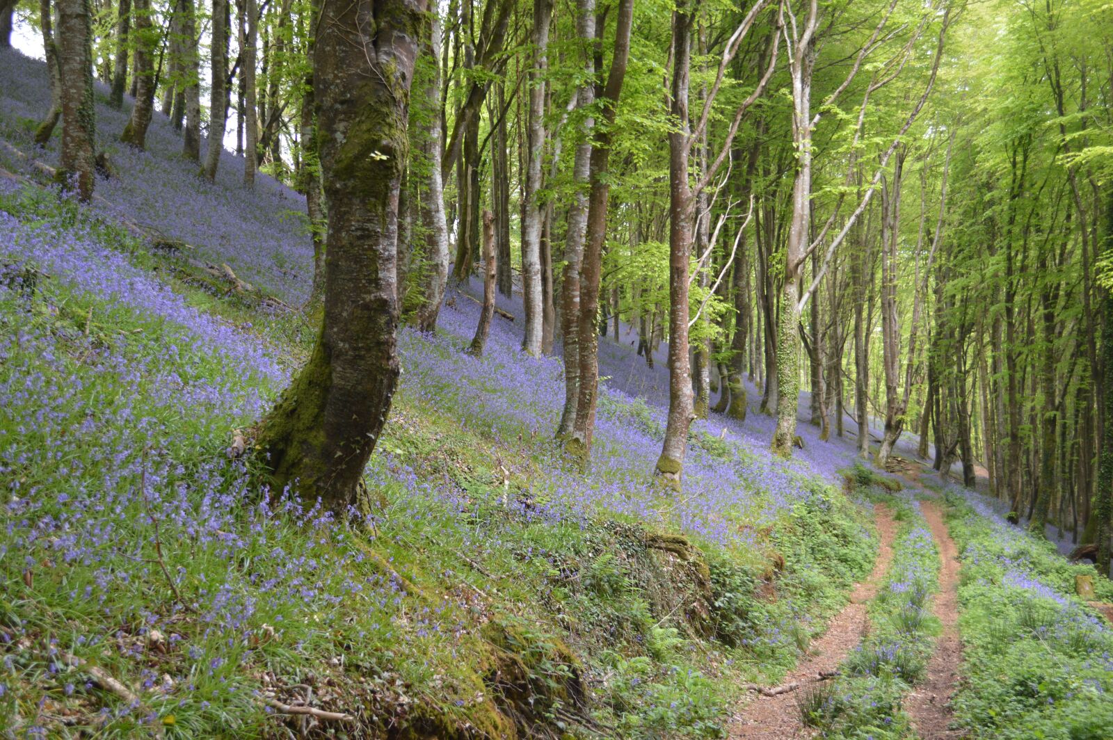 Nikon D3200 sample photo. Trees, wood, flowers photography