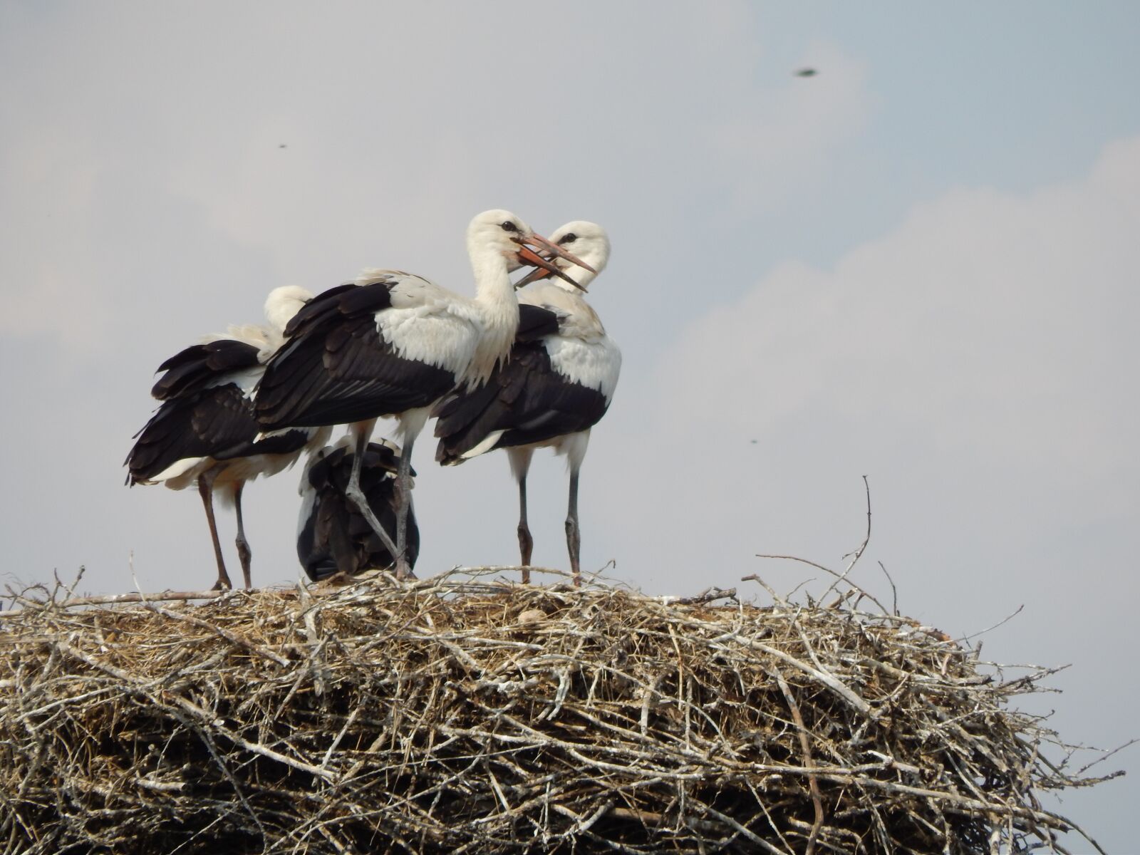 Nikon Coolpix L820 sample photo. Storks, birds, young photography