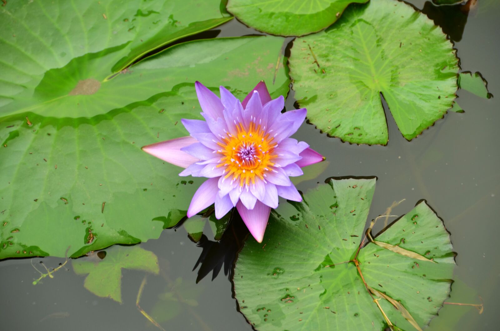 Nikon D7000 sample photo. Lotus, pond, leaf photography