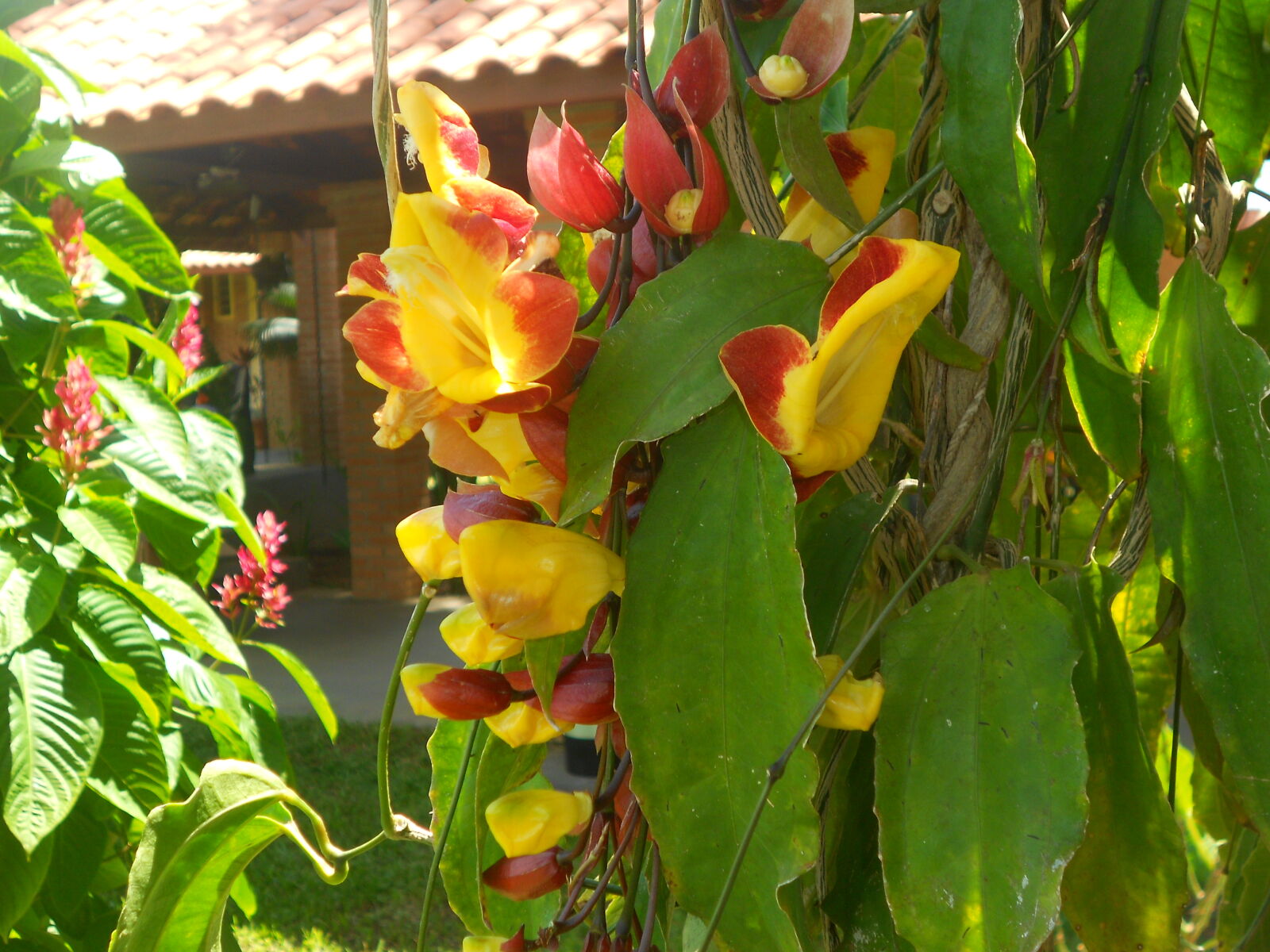 Nikon COOLPIX S2600 sample photo