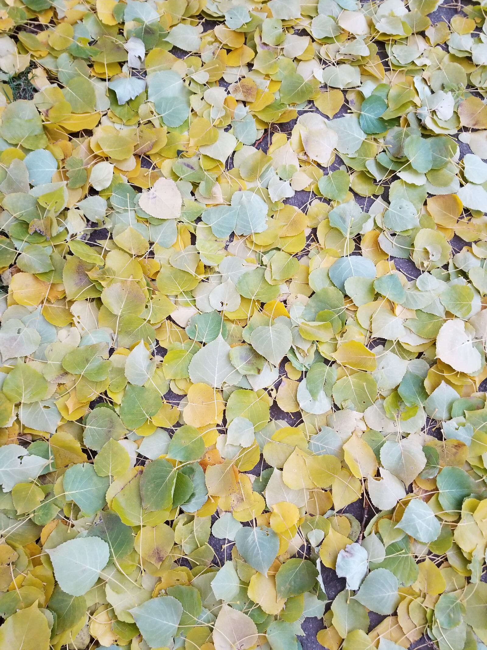 Samsung Galaxy S8 sample photo. Leaves, fall, autumn photography