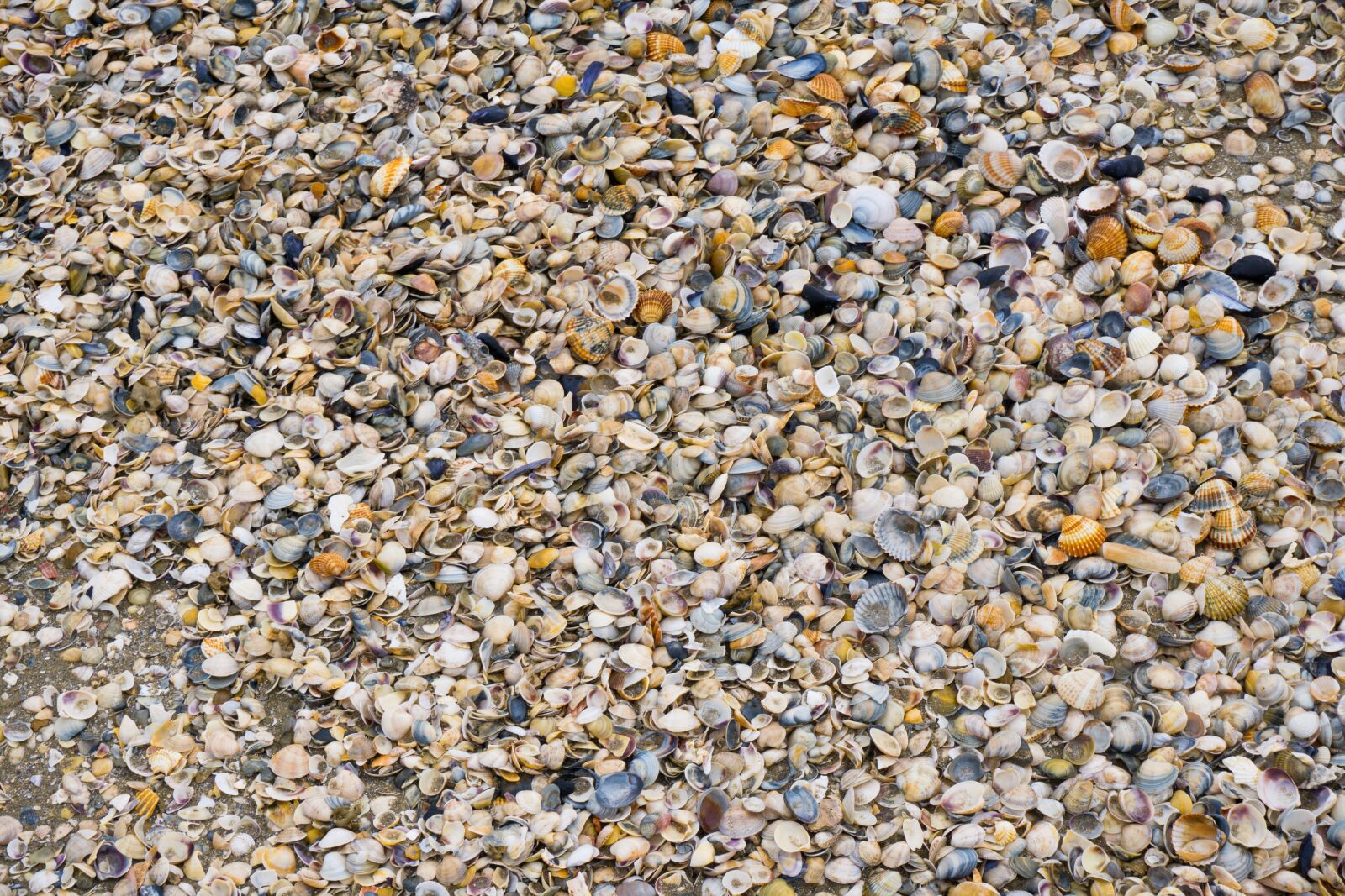 Sony a6000 sample photo. Mussels, beach, italy photography