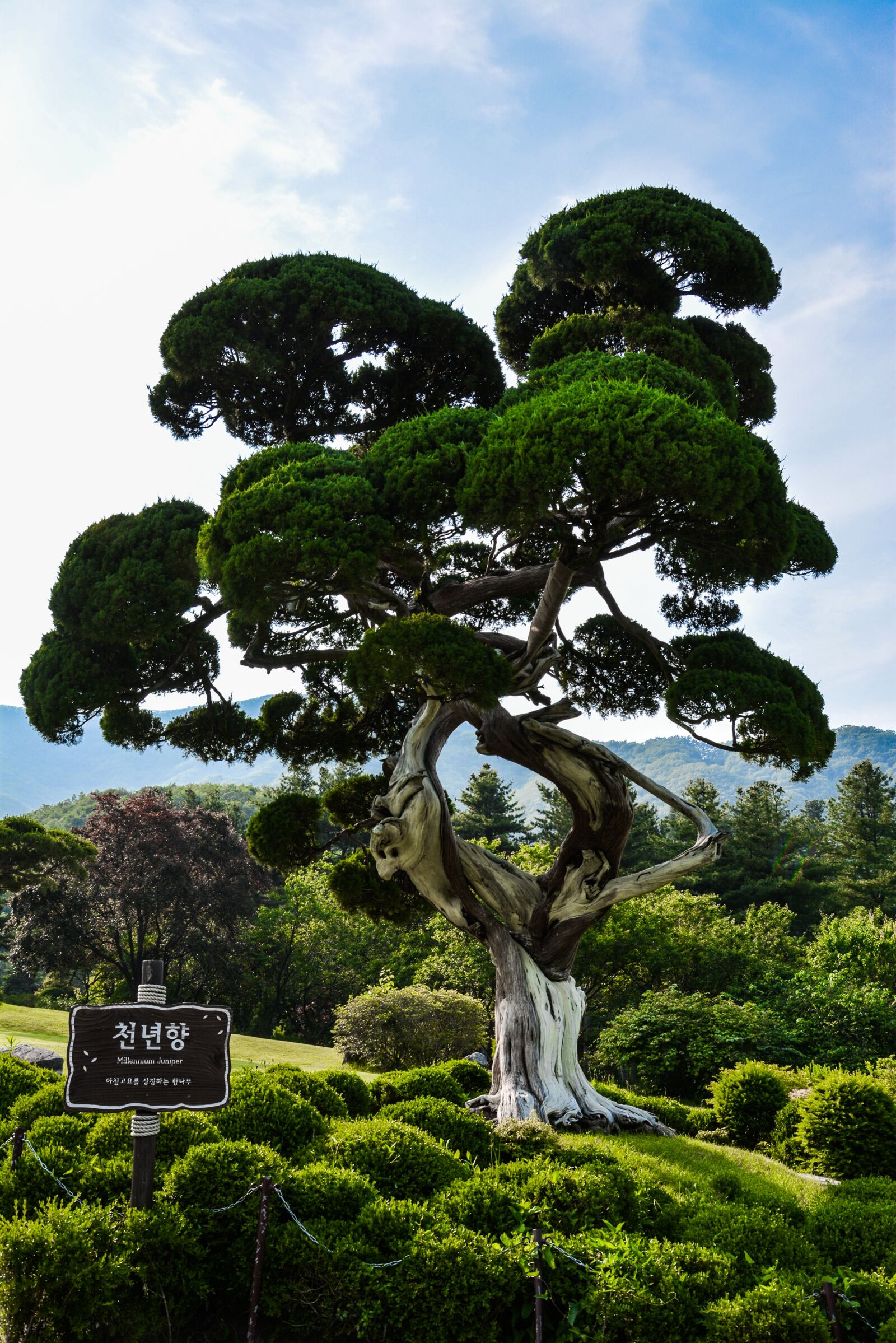 Nikon D5200 sample photo. Tree, bonsai, garden photography