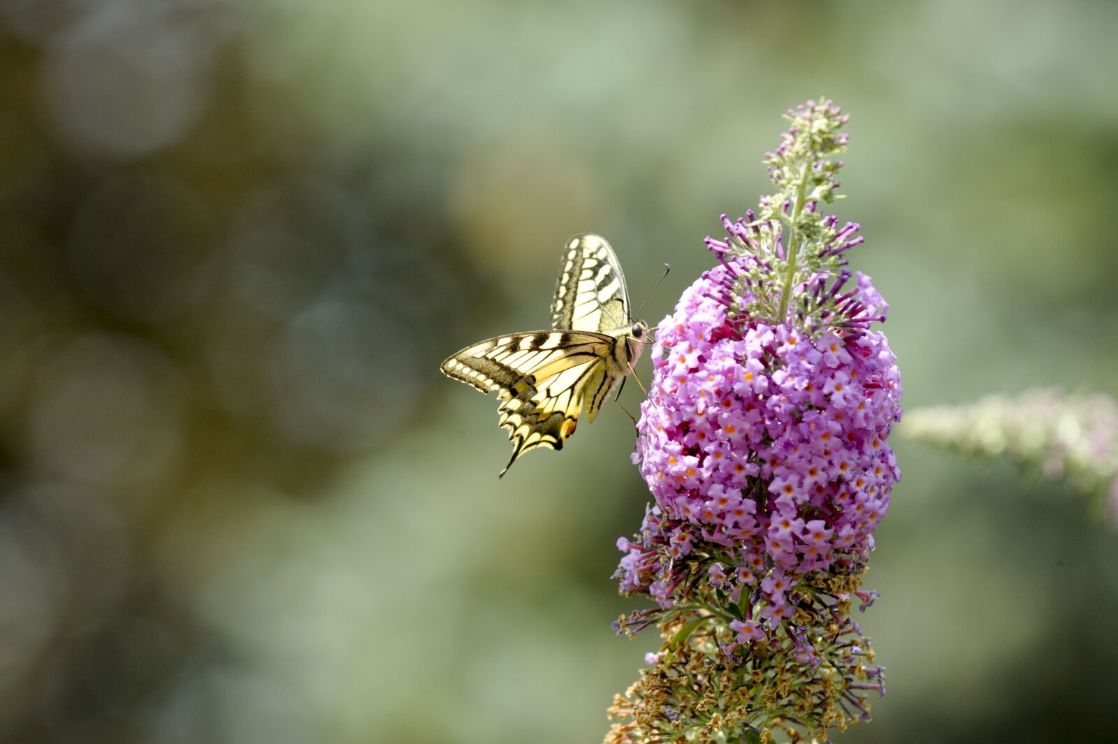 Nikon D3 sample photo. Insect, butterfly, dovetail photography