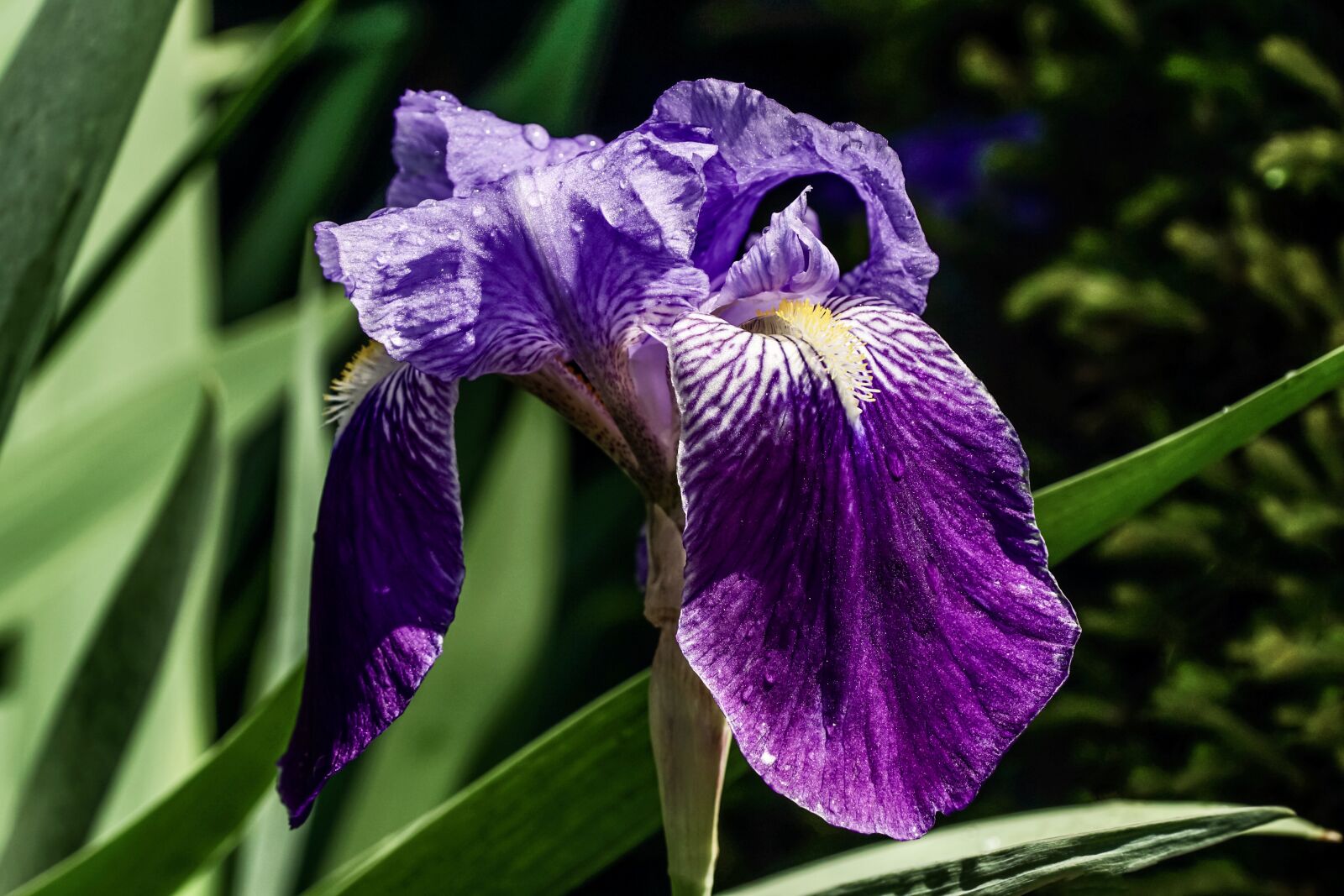Sony DT 18-135mm F3.5-5.6 SAM sample photo. Lily, iris, blossom photography