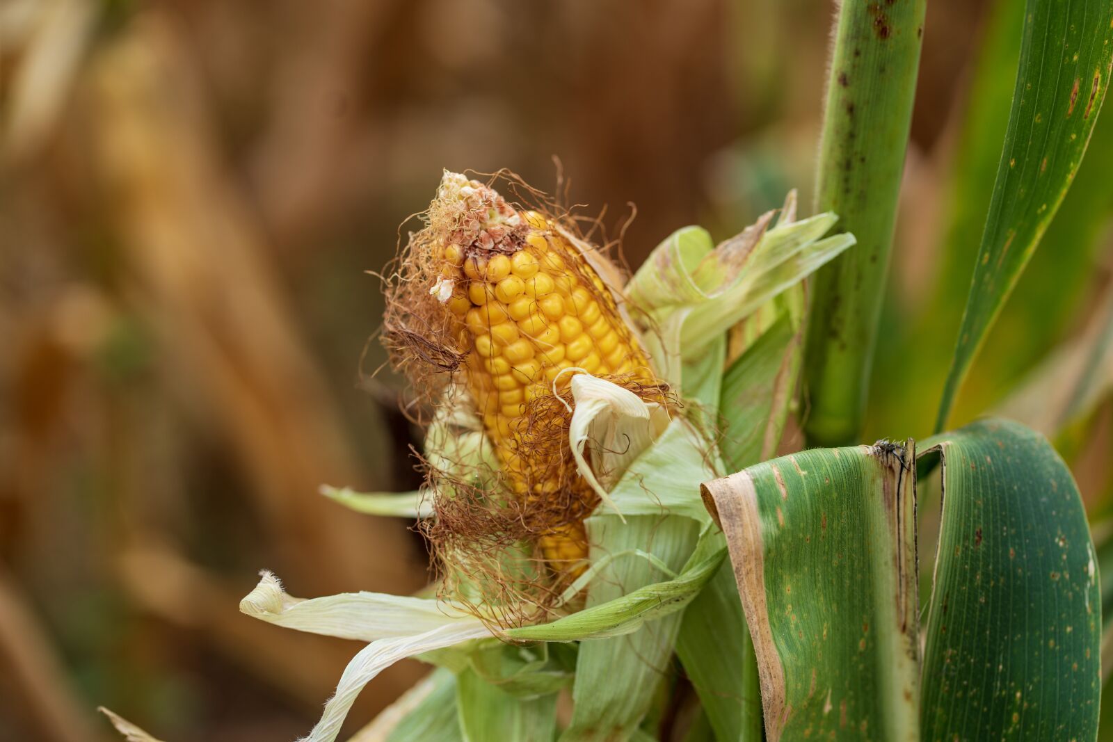 Sony a7R III sample photo. Corn, field, farm photography