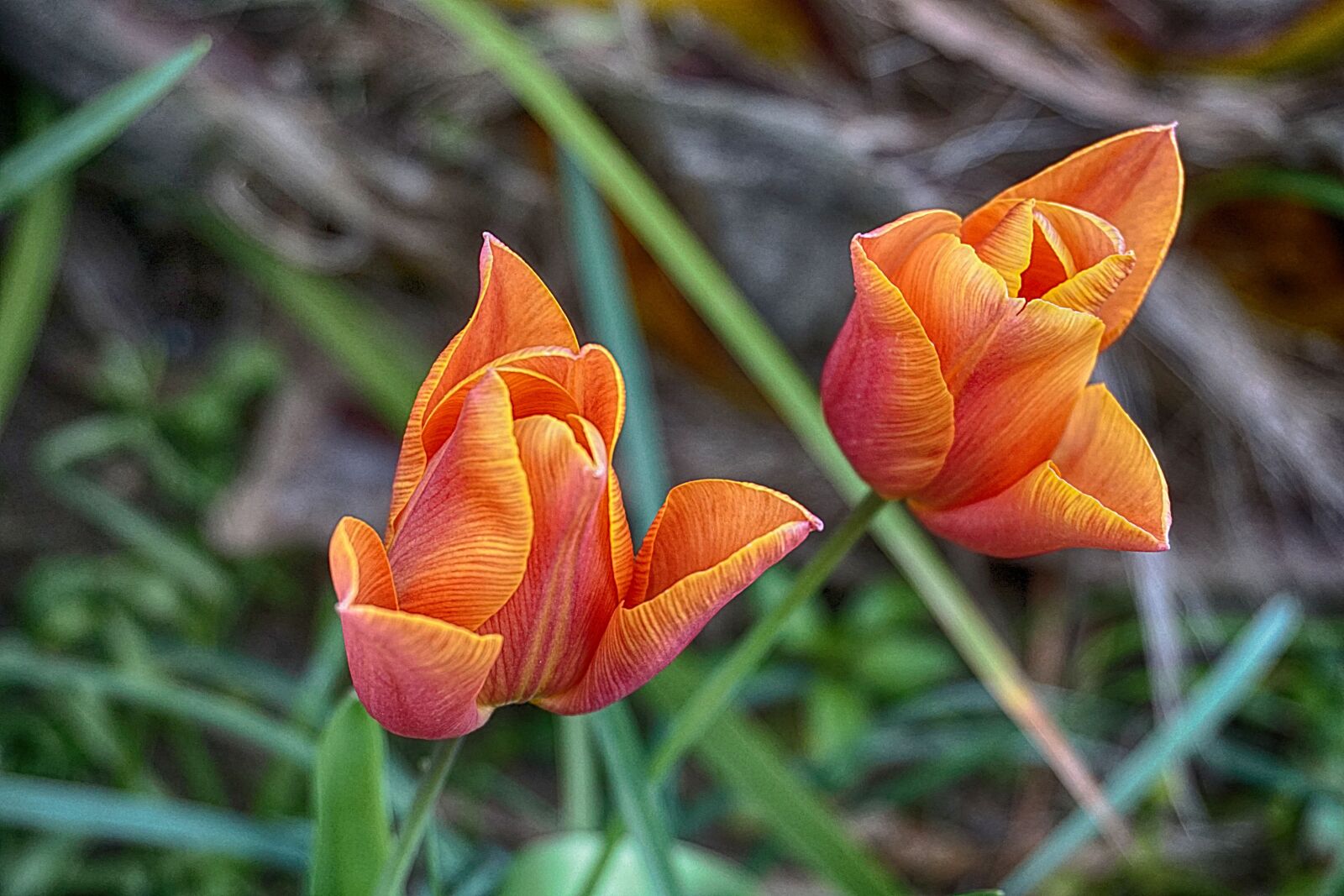 Sony a6000 sample photo. Botanique, fleurs, floraison, flore photography