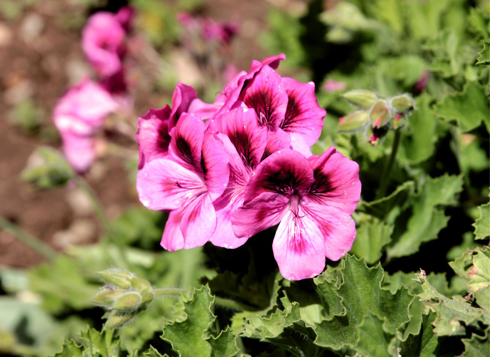Canon EOS 550D (EOS Rebel T2i / EOS Kiss X4) sample photo. Geranium, geraniums, plant photography