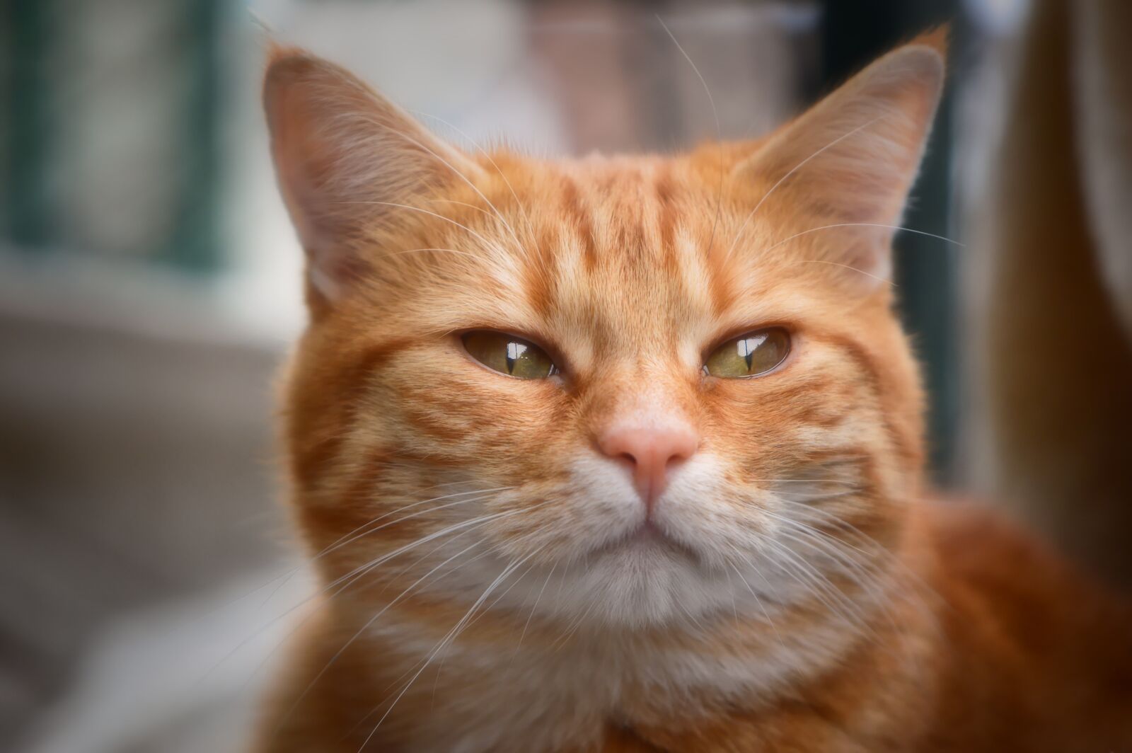 Nikon D3200 sample photo. Cat, red, cute photography
