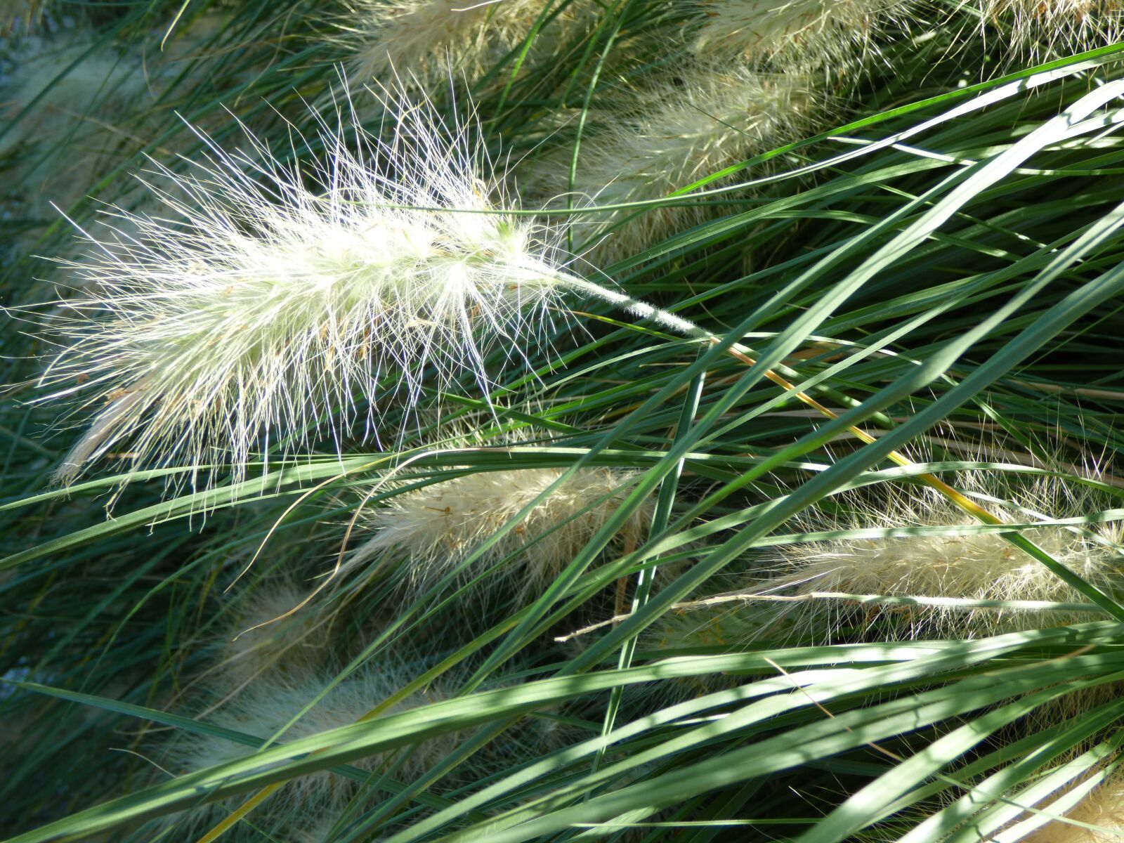 Panasonic DMC-FZ72 sample photo. Decorative grasses, plant, nature photography