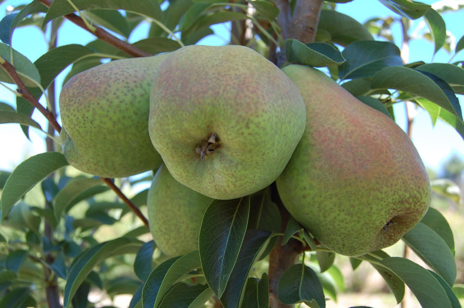 Nikon D40 sample photo. Pears, fruits, organic fruits photography