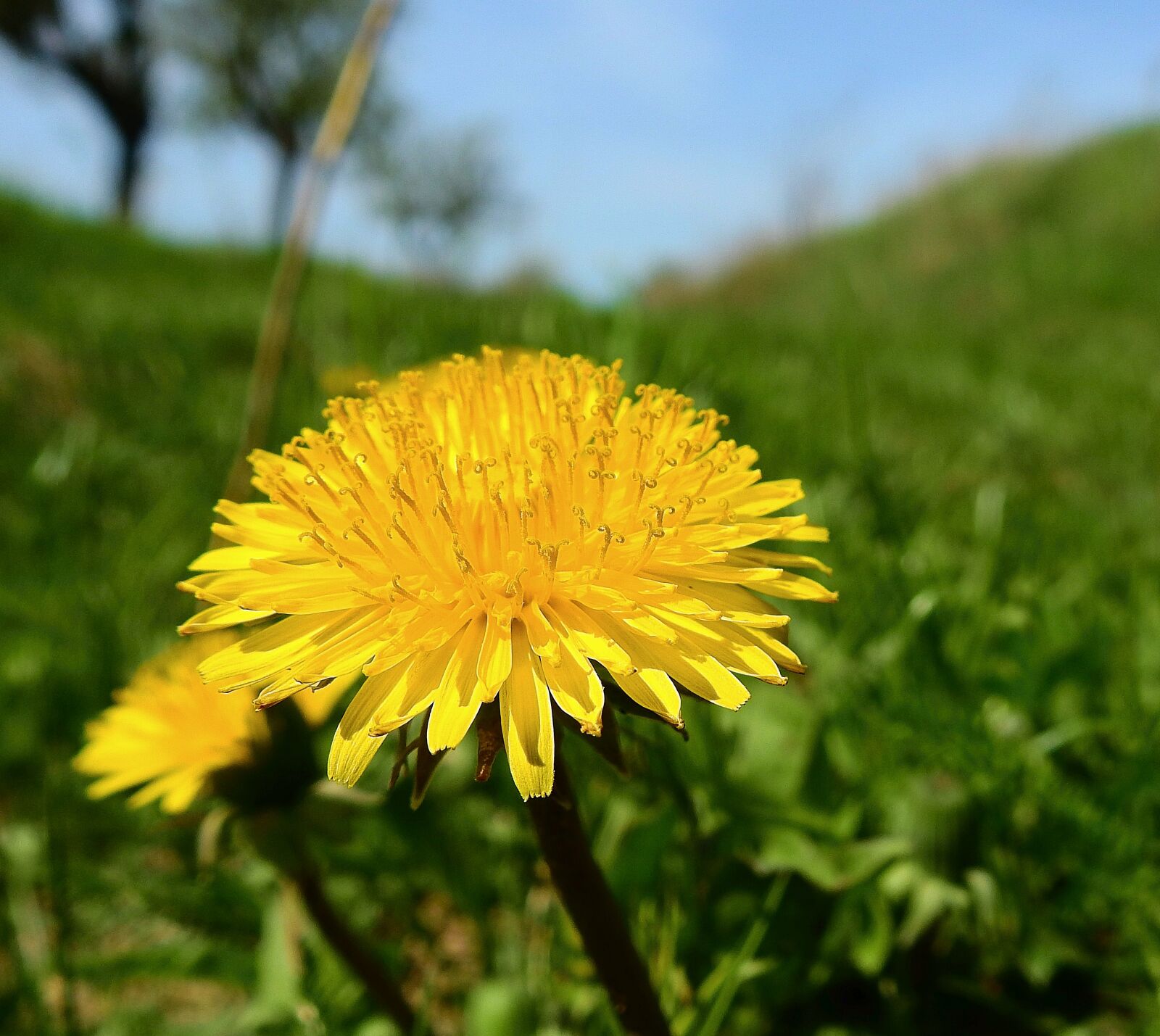 Nikon Coolpix P900 sample photo. Nature, flower, meadow photography