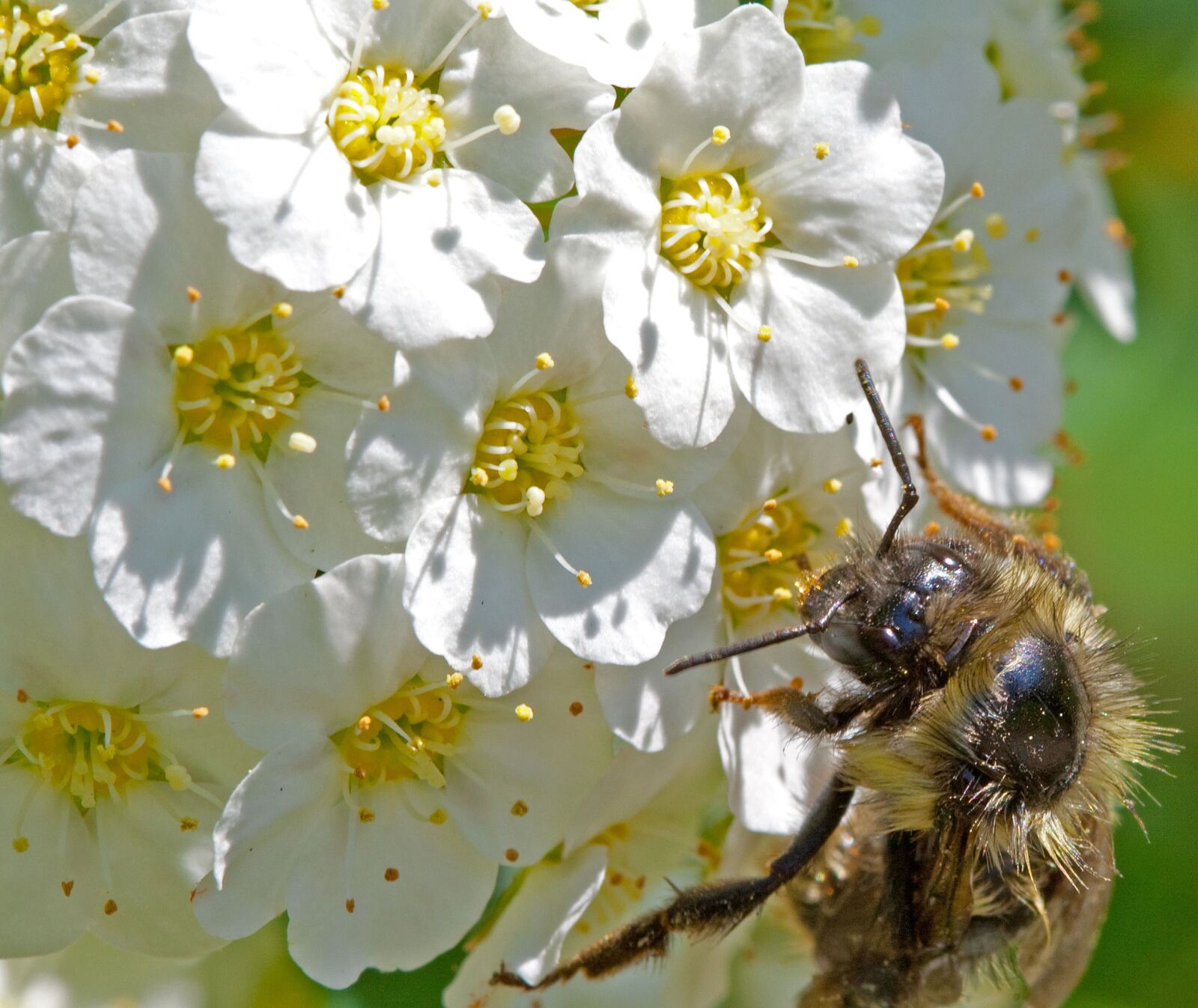 Canon EOS 1000D (EOS Digital Rebel XS / EOS Kiss F) sample photo. Flower, bee, nature photography