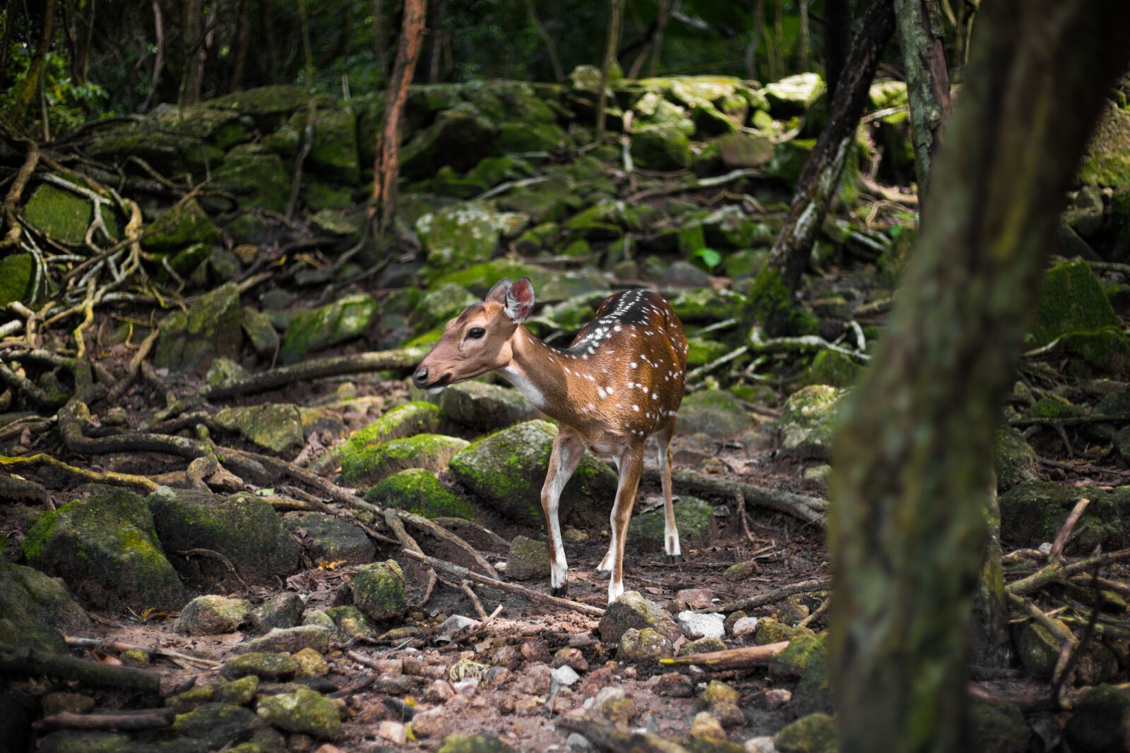 Canon EOS 5D Mark IV sample photo. Roe deer, forest, fawn photography