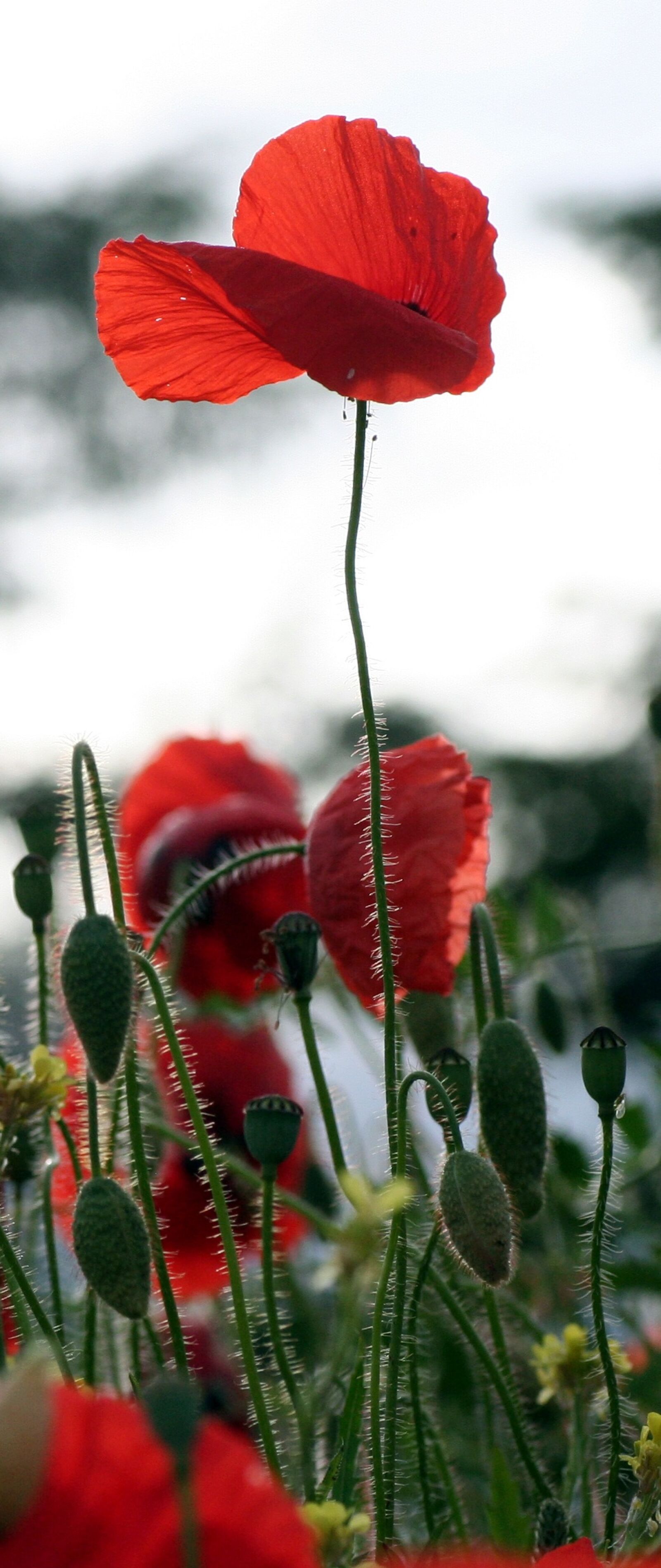 Canon EOS 350D (EOS Digital Rebel XT / EOS Kiss Digital N) sample photo. Poppy, wind, nature photography